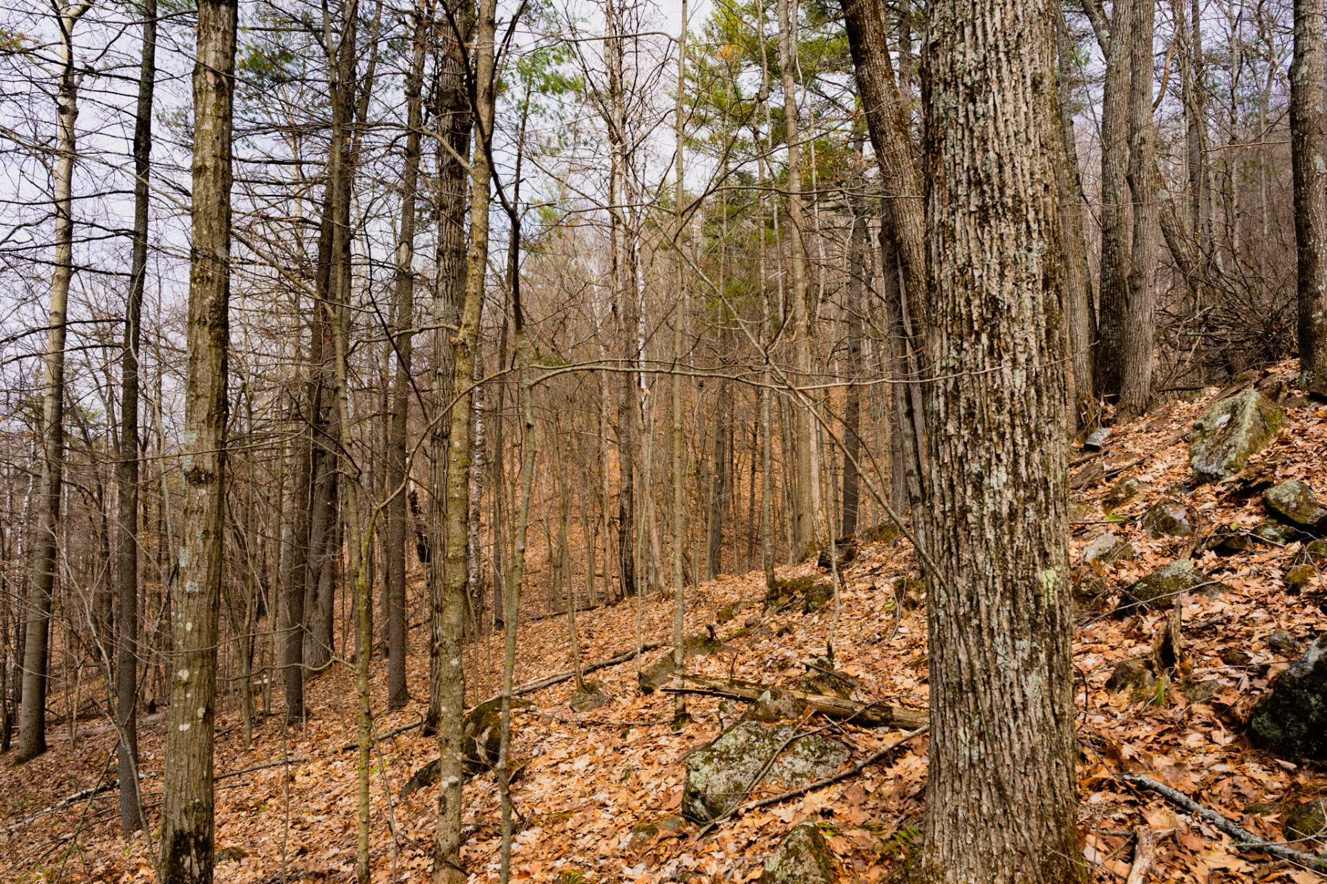 Wooded area