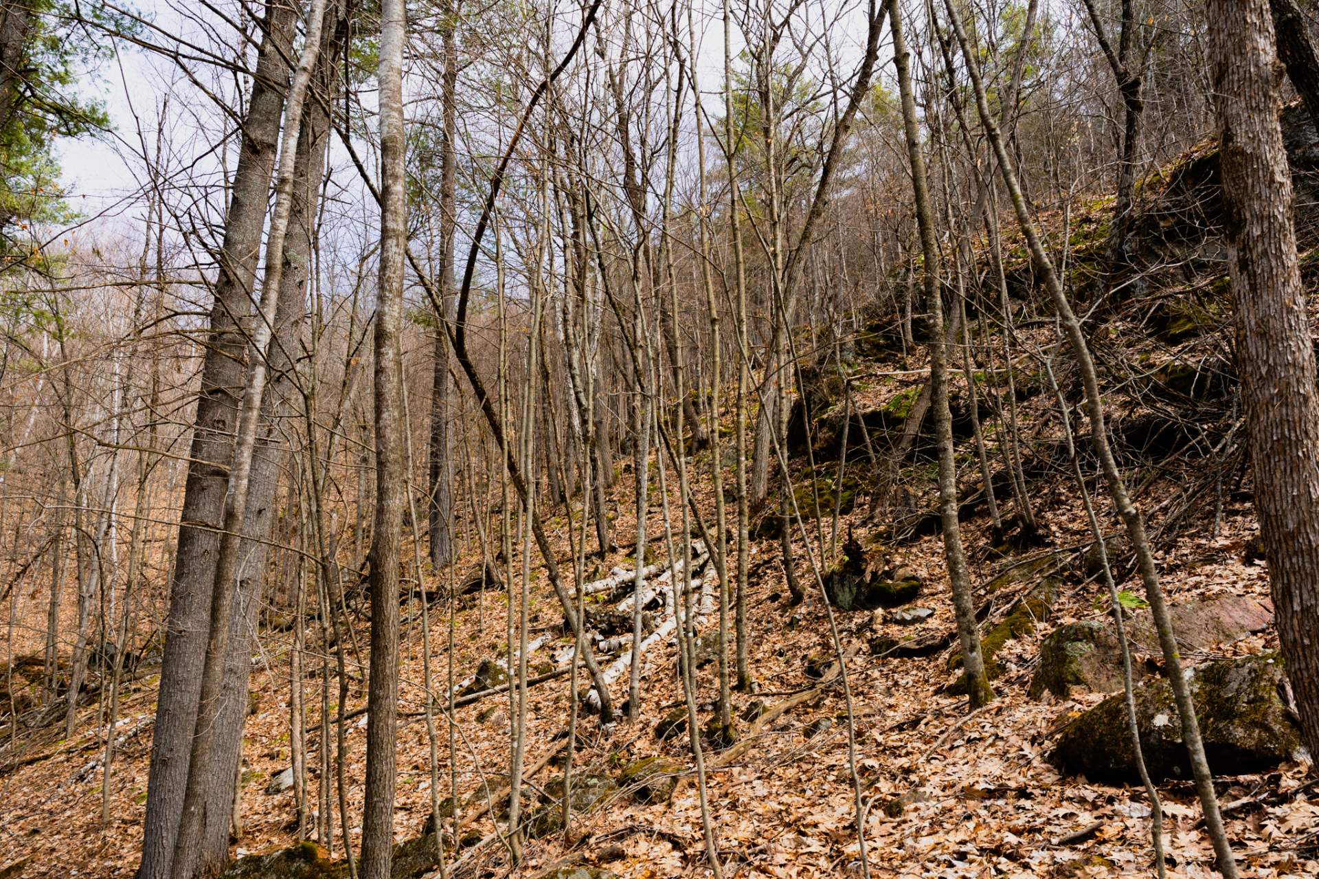 Wooded area