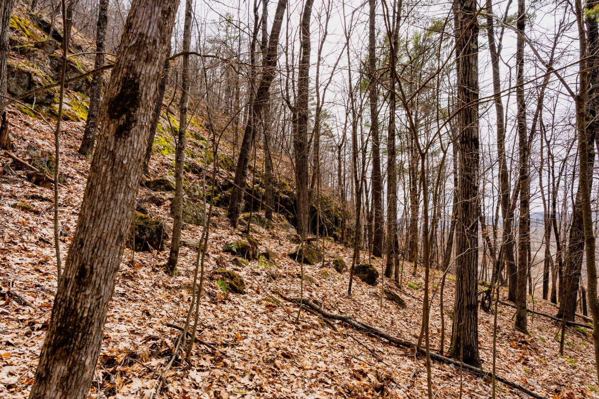 Wooded area