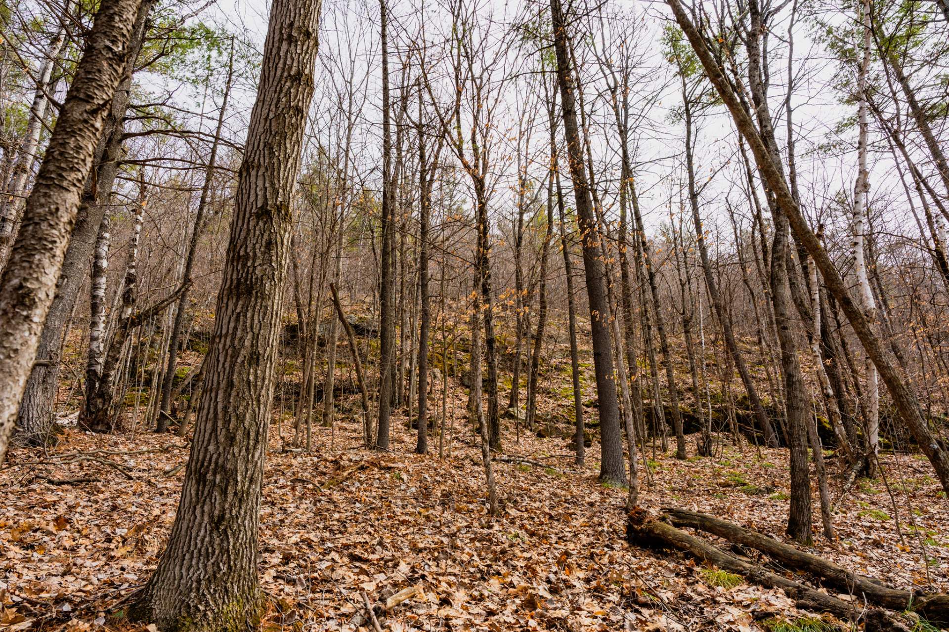 Wooded area