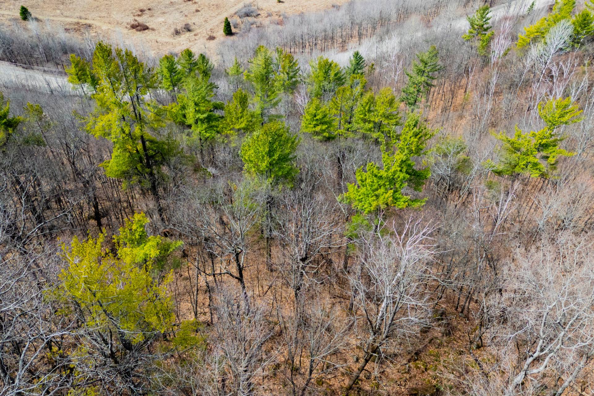 Wooded area
