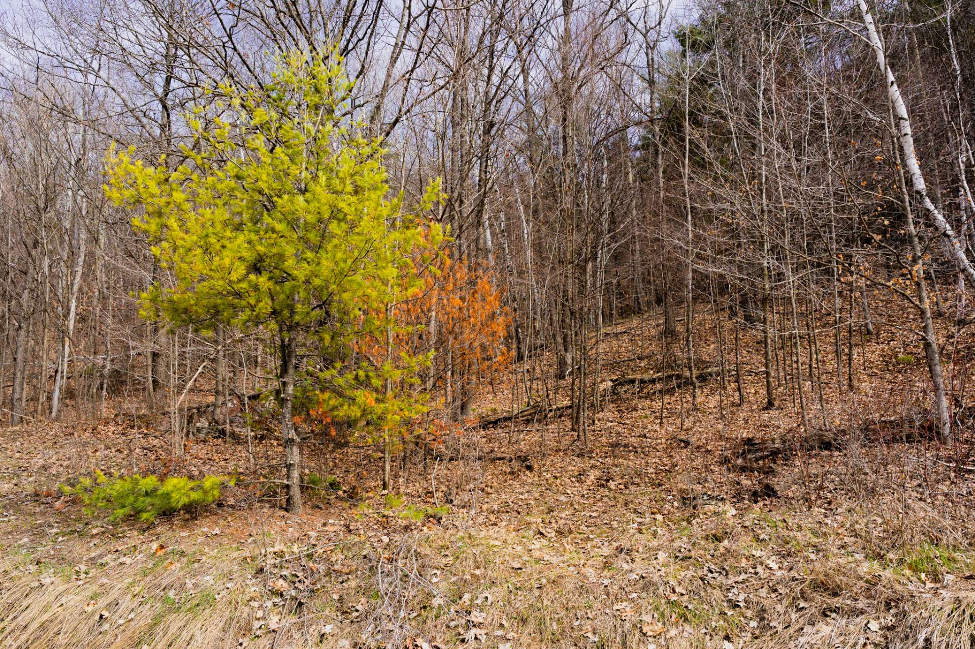 Wooded area - Front of the lot