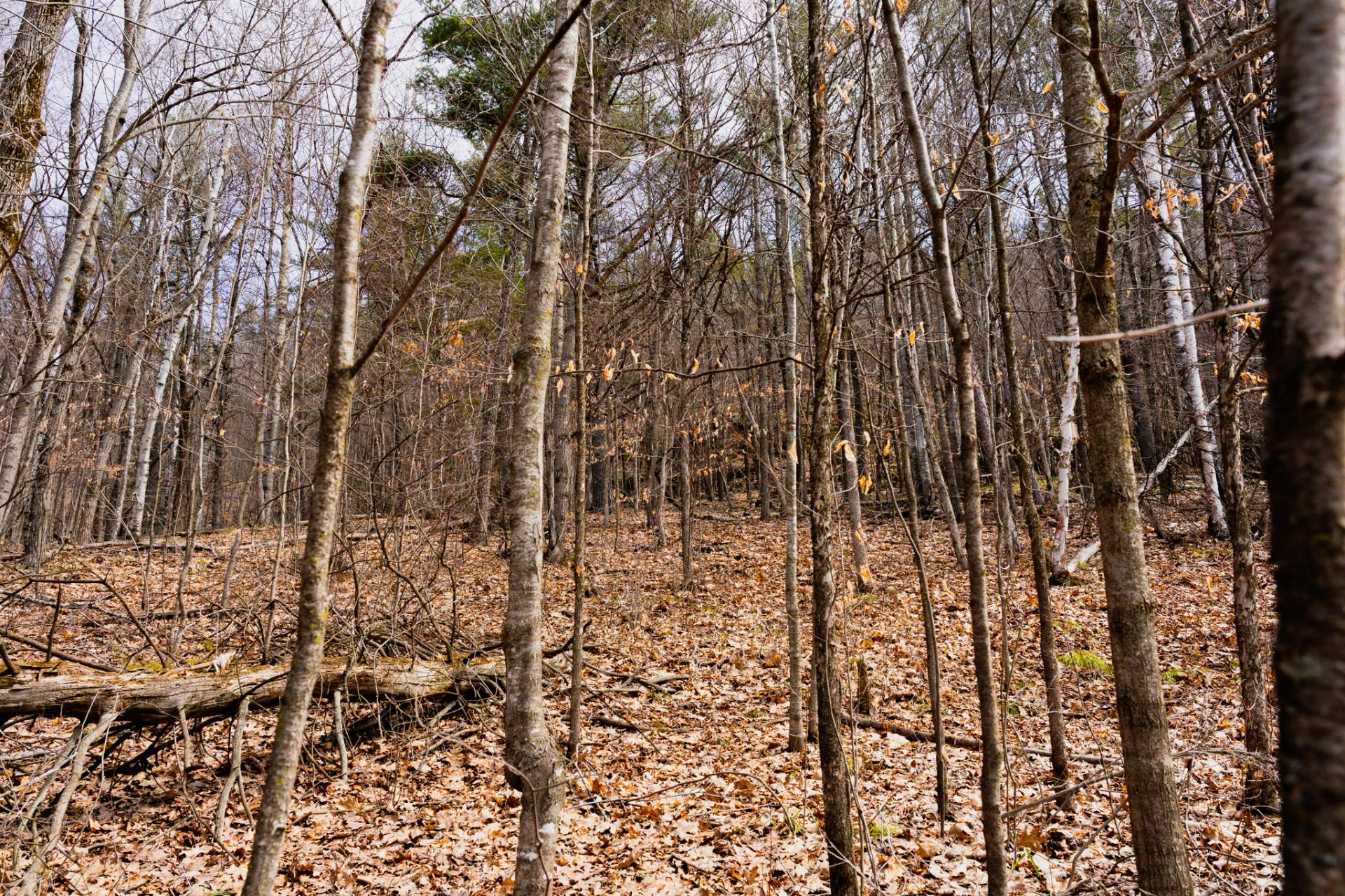 Wooded area