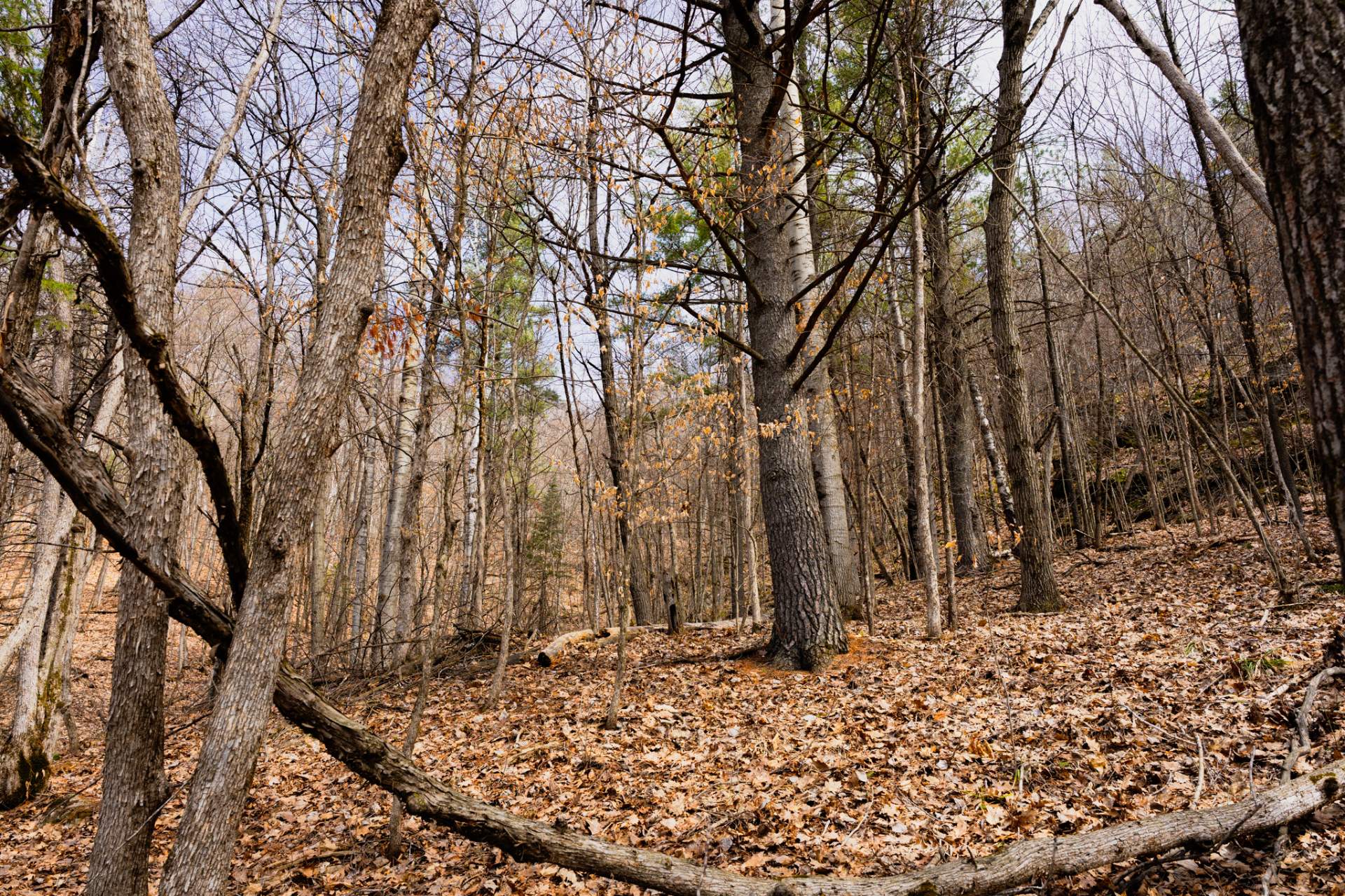 Wooded area