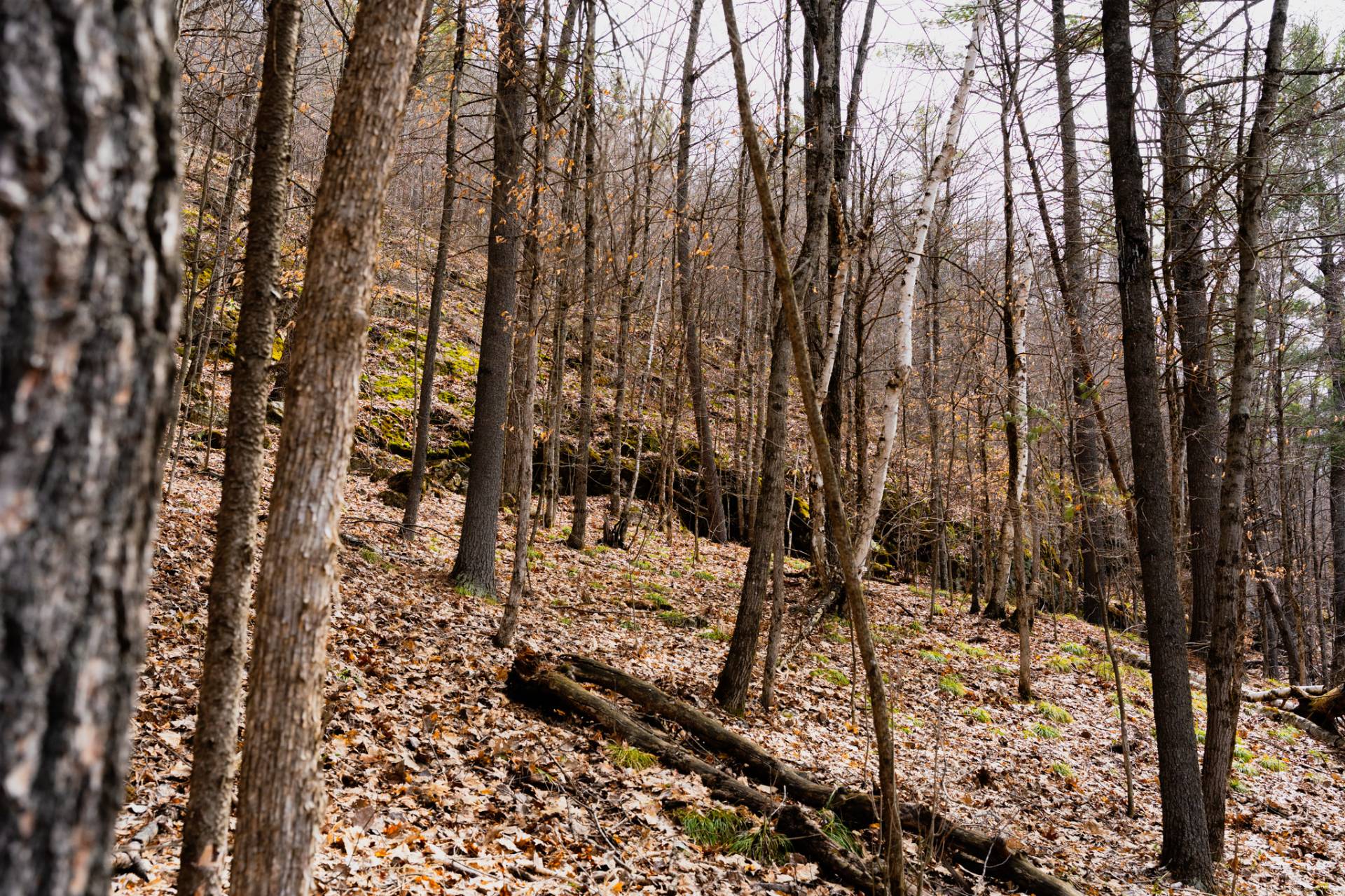 Wooded area