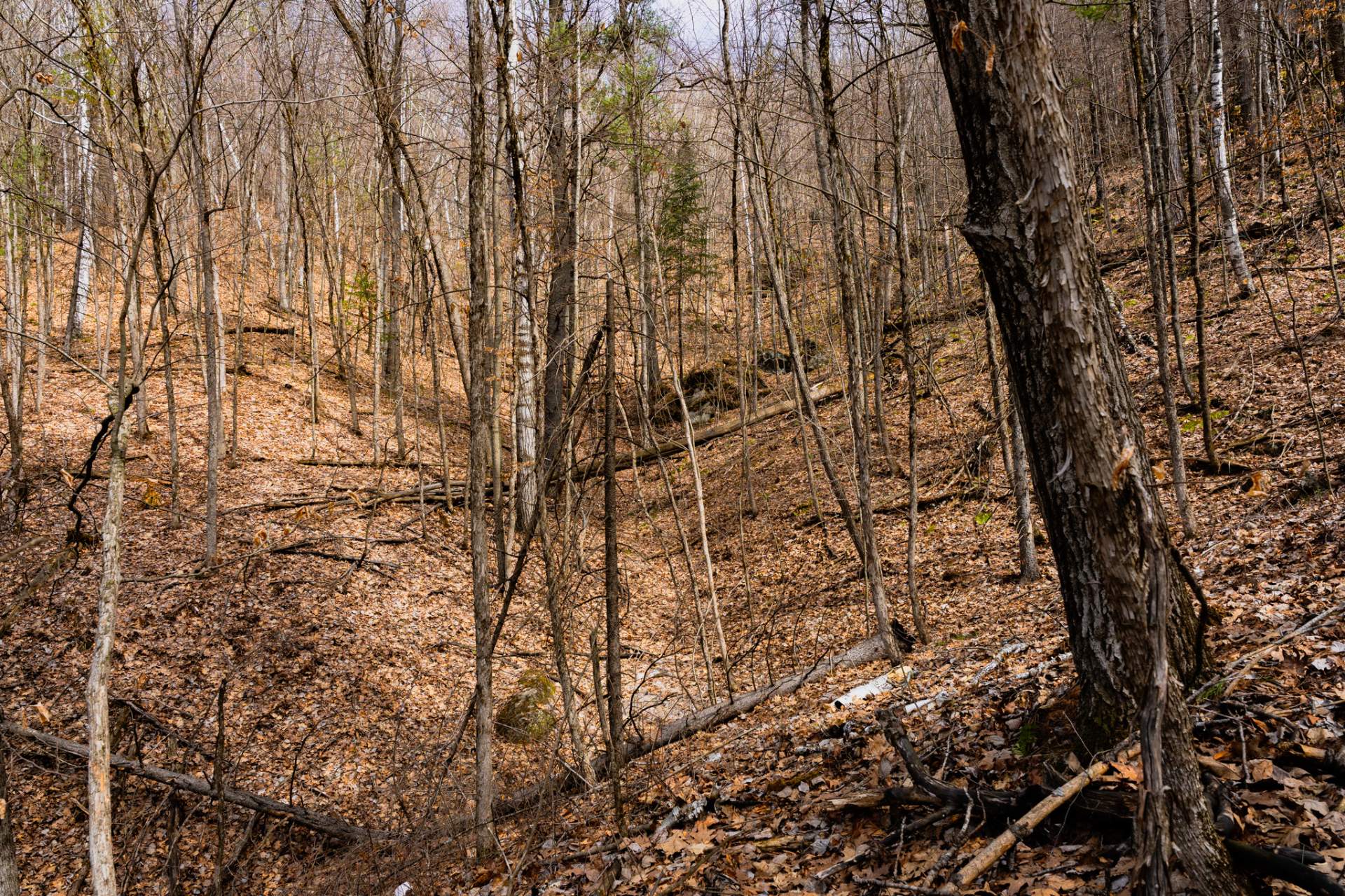Wooded area