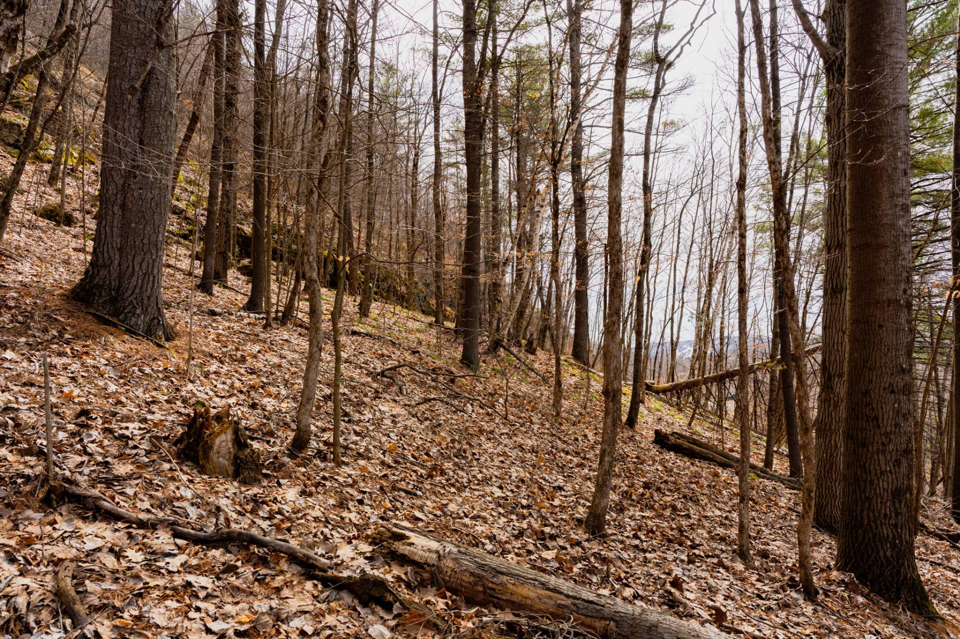 Wooded area