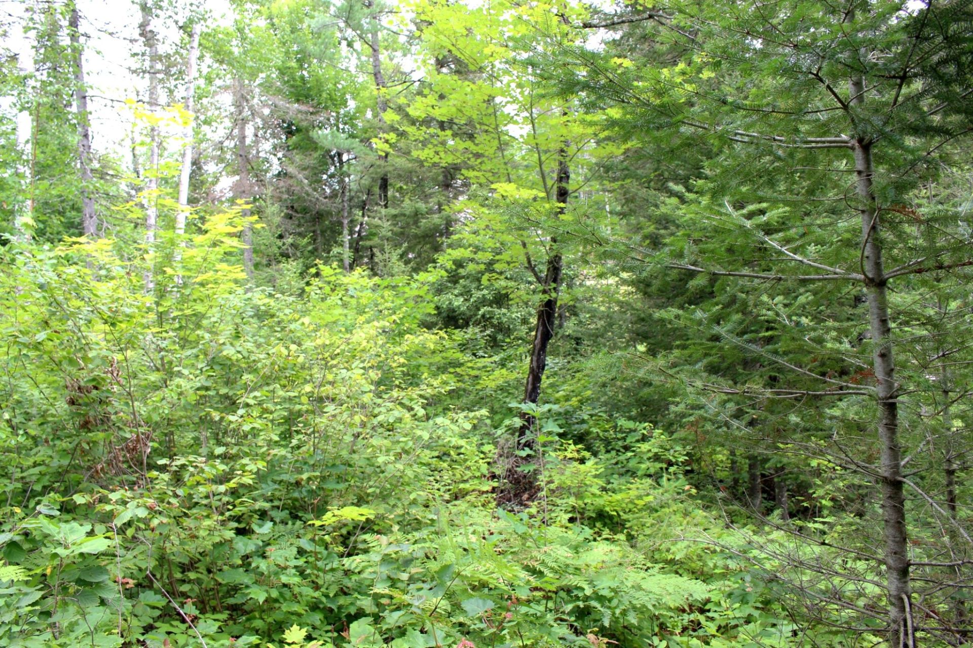 Land/Lot