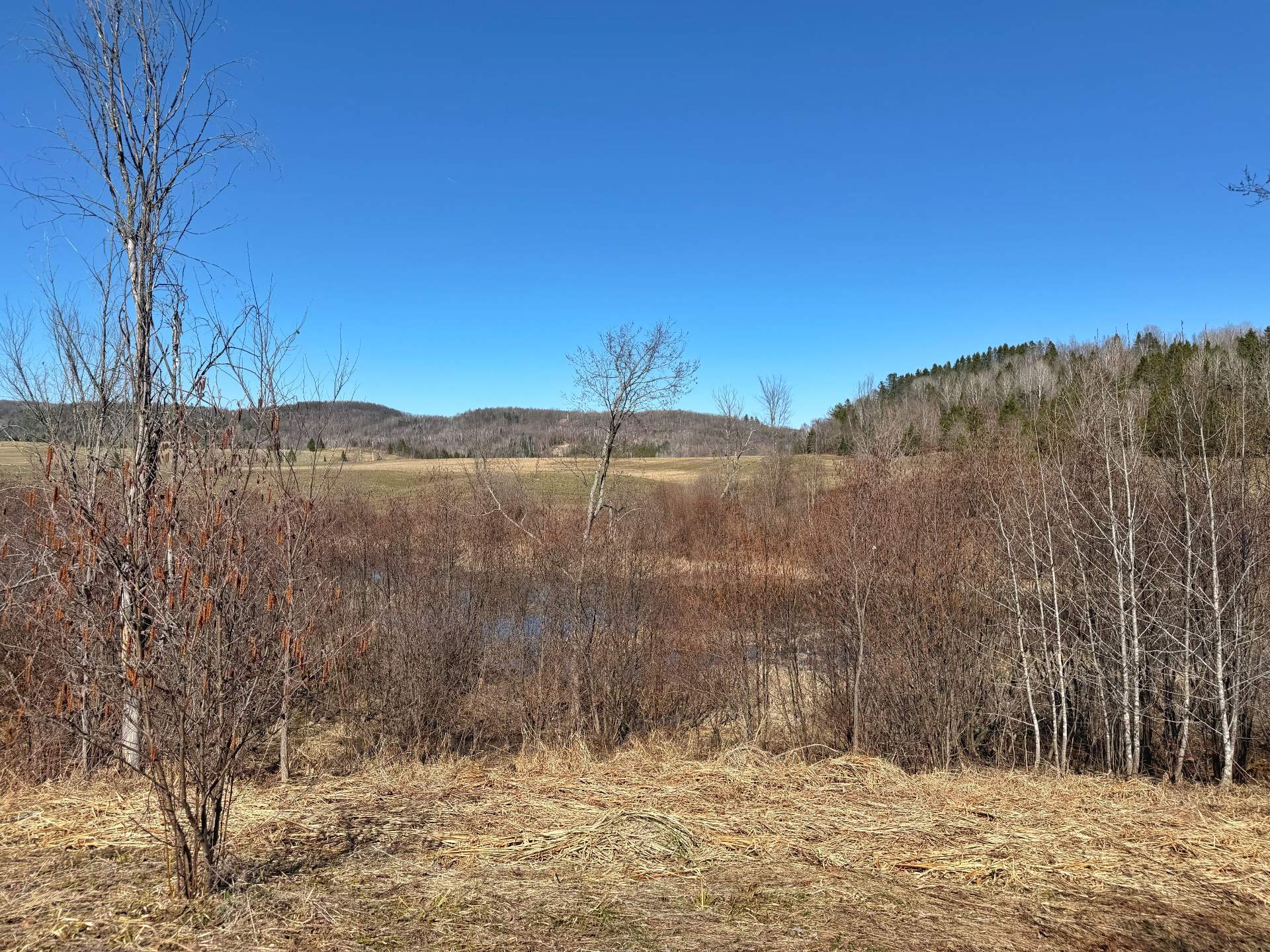 Wooded area