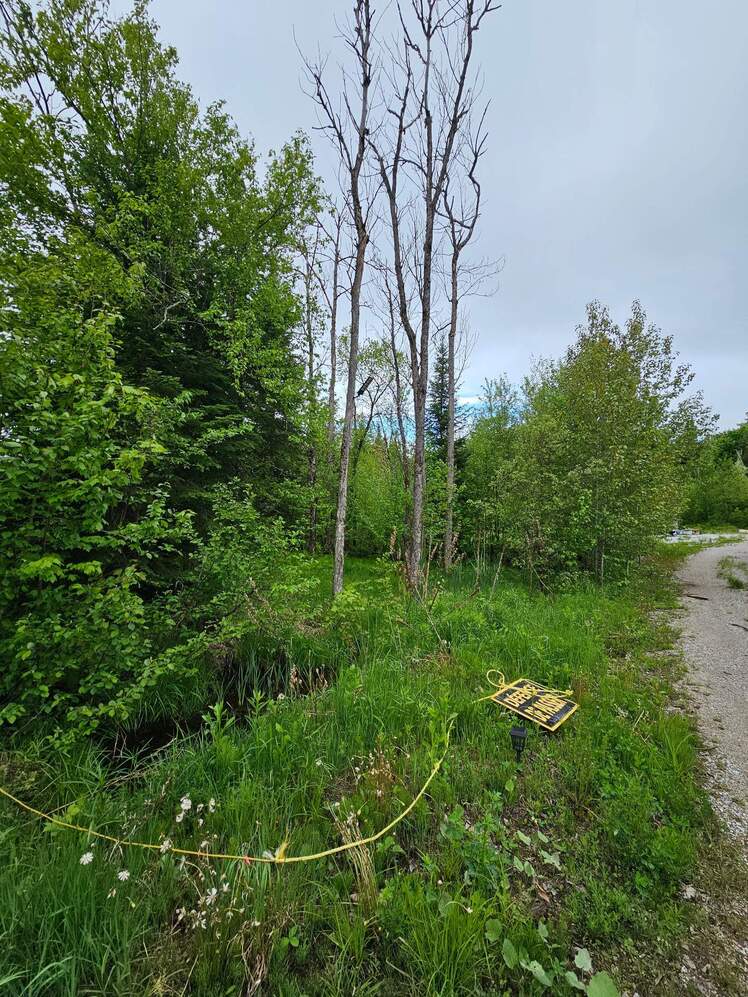 Other - side of wooded lot