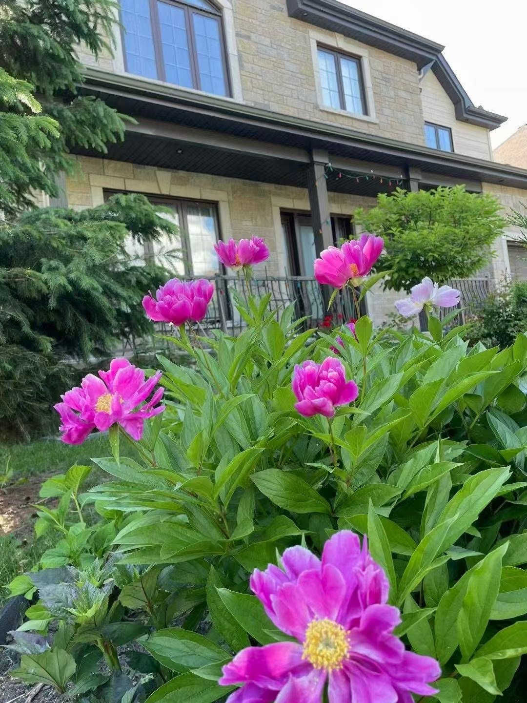 Jardin
