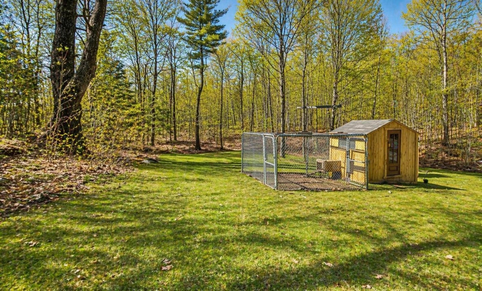Backyard