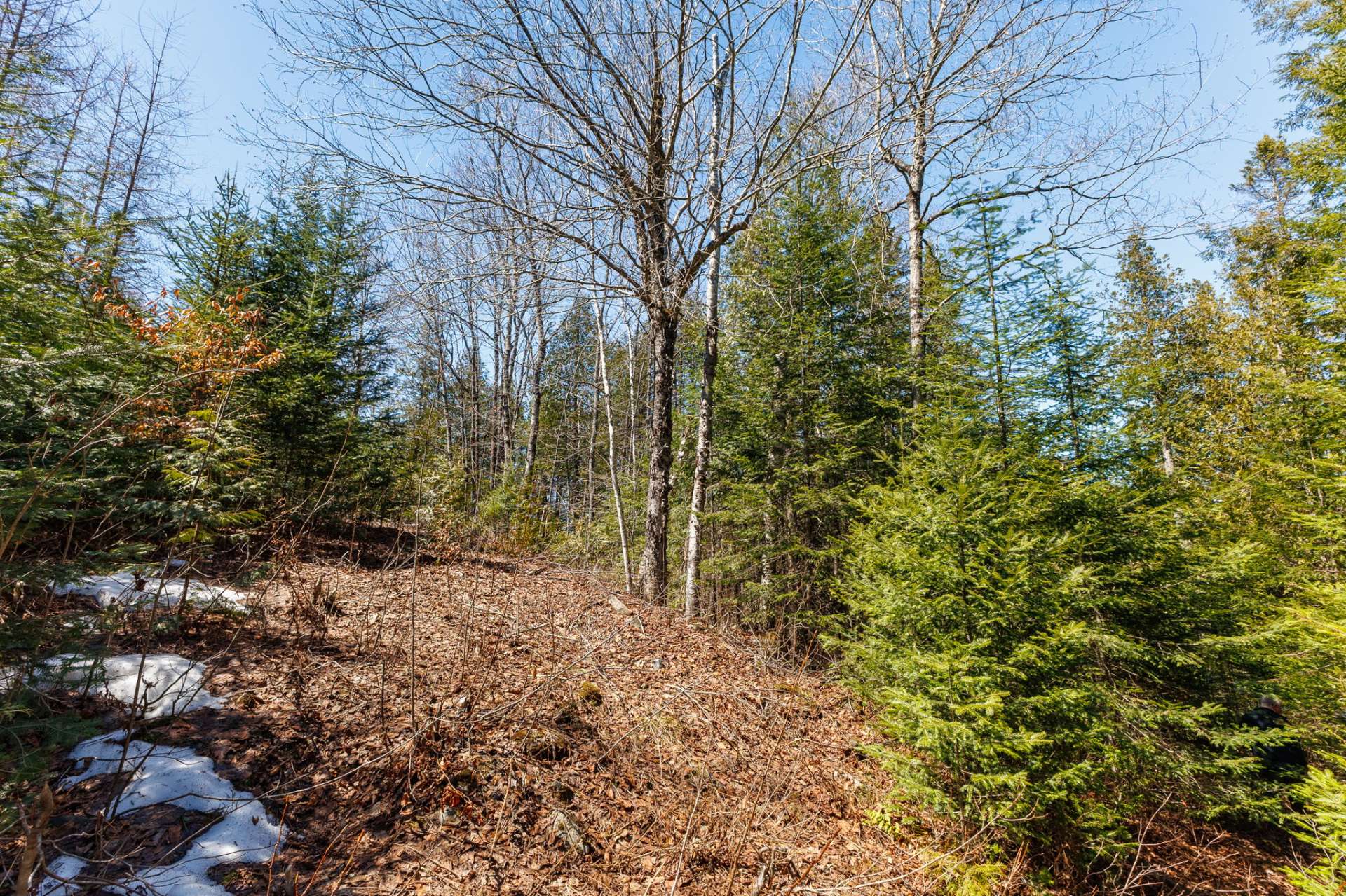 Wooded area