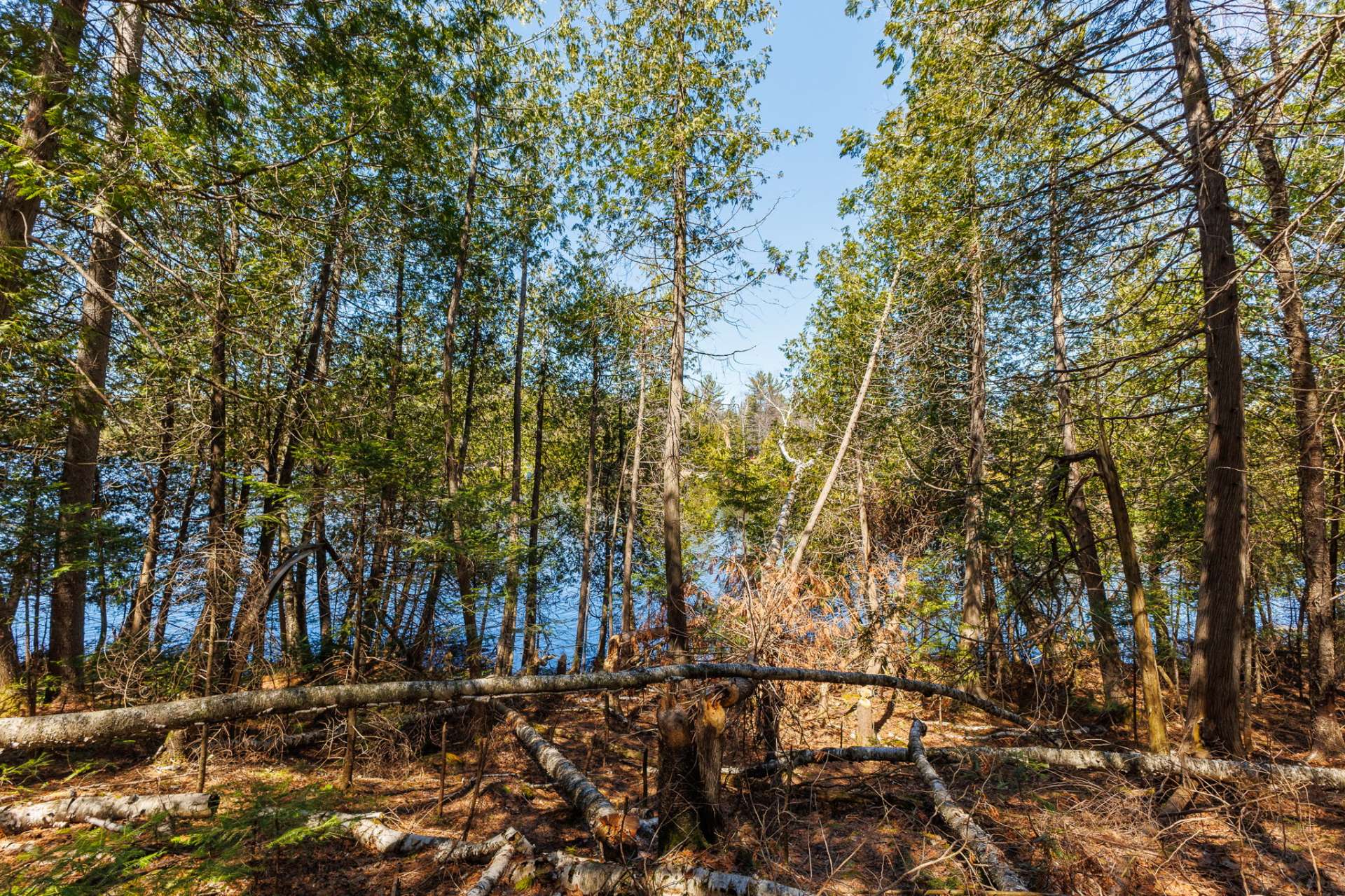 Wooded area