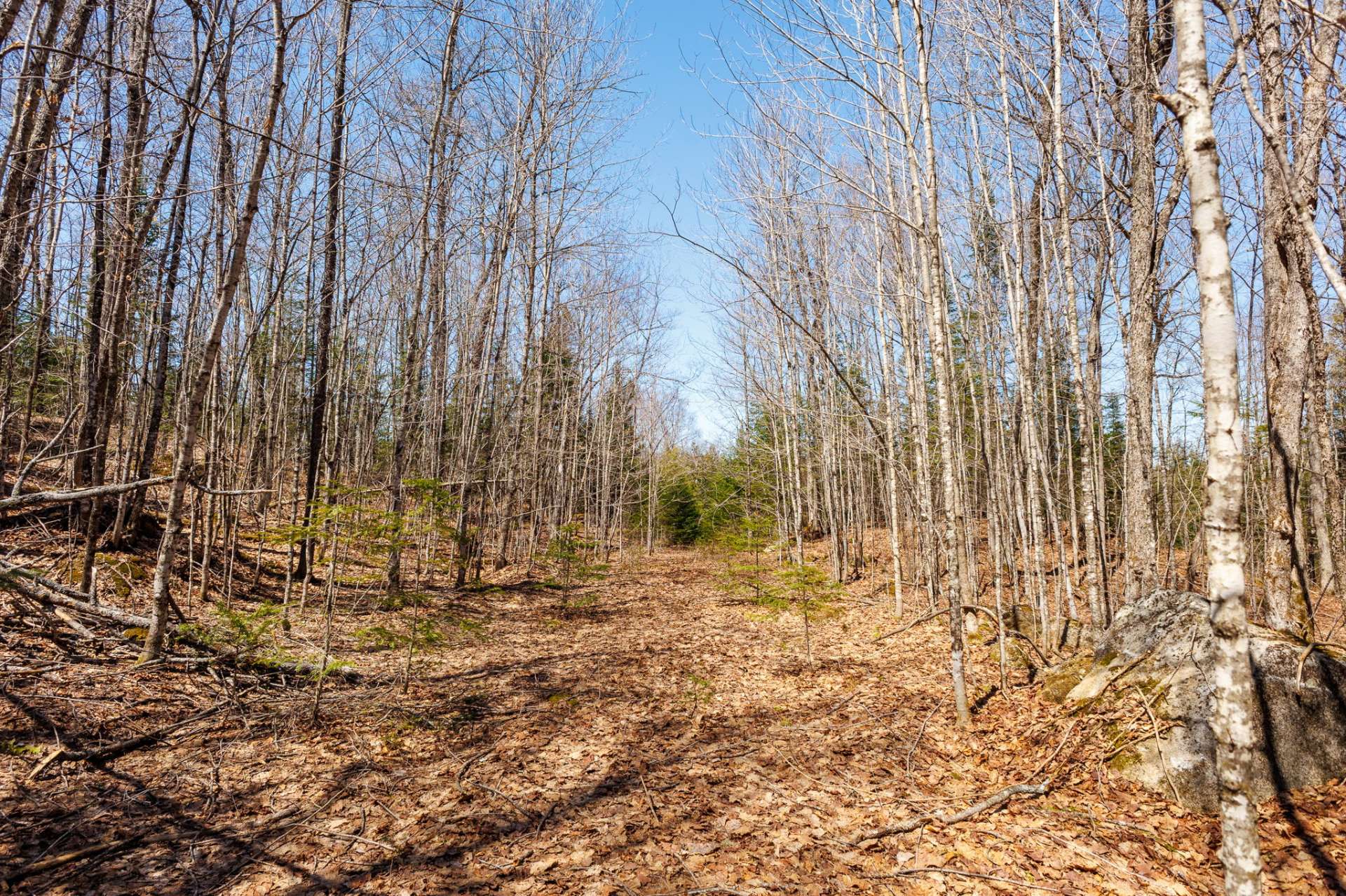 Wooded area