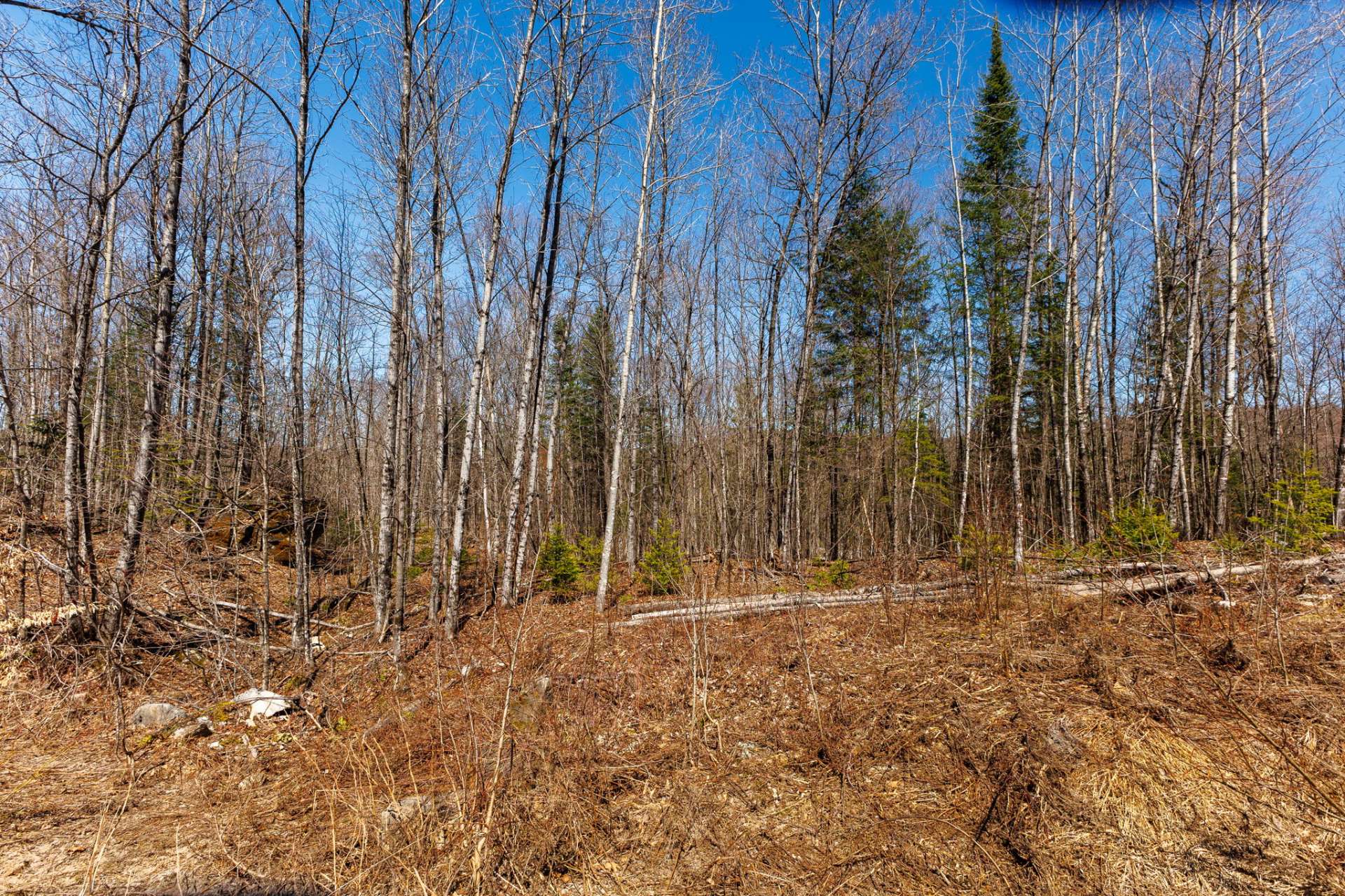Wooded area