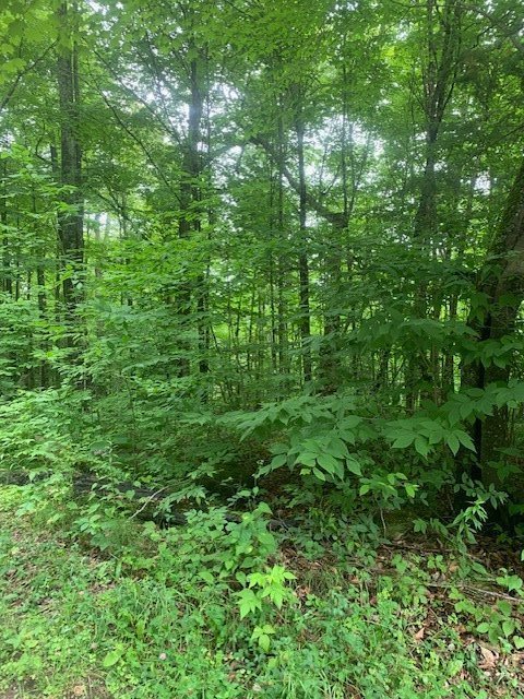 Terre/Terrain - Photo en été