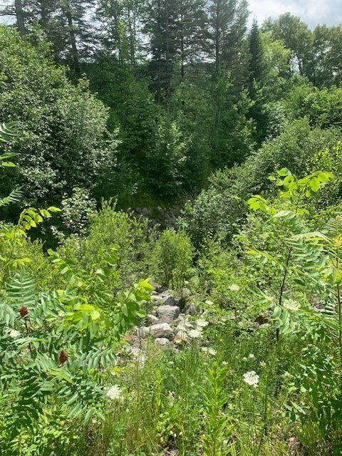 Terre/Terrain - Photo été