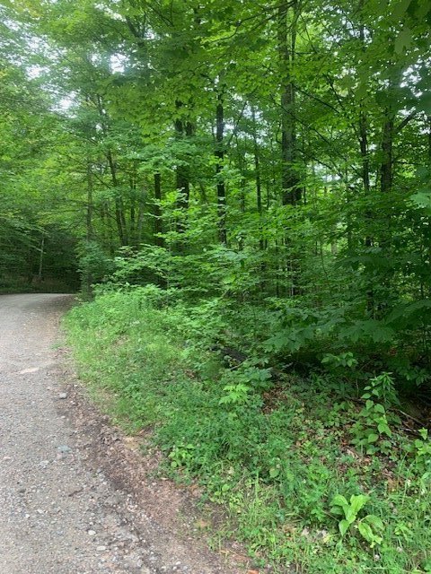 Terre/Terrain - Photo en été, plusieurs arbres mature
