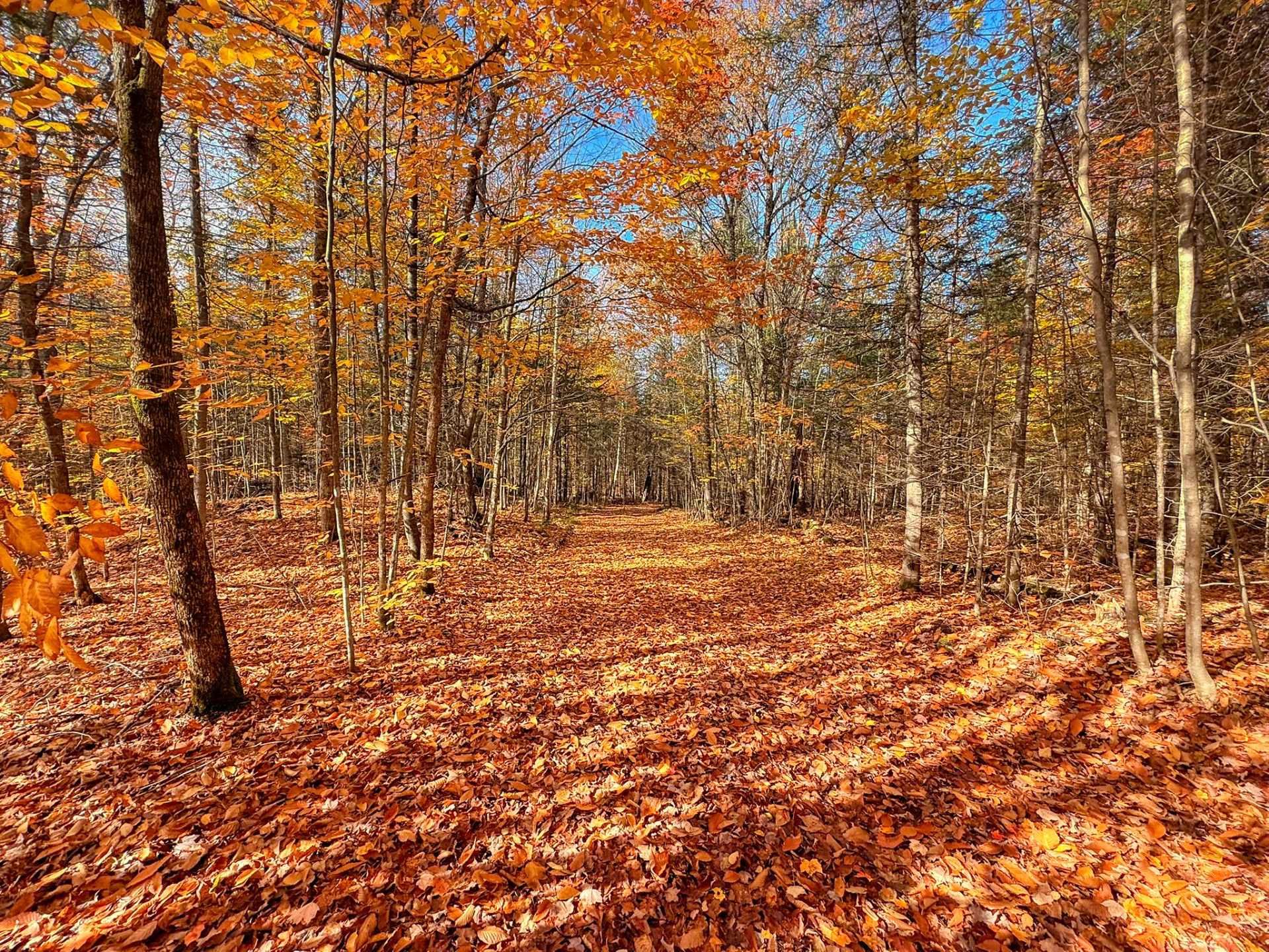Land/Lot