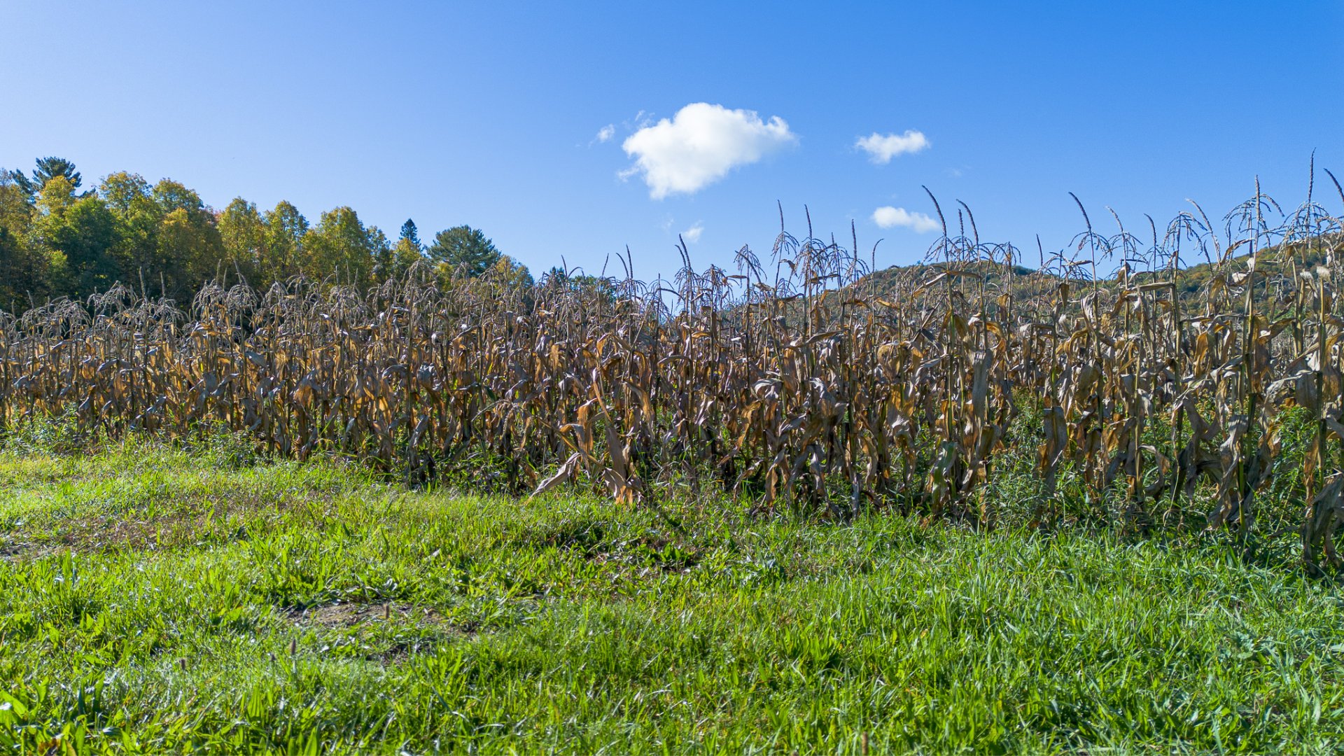 Land/Lot