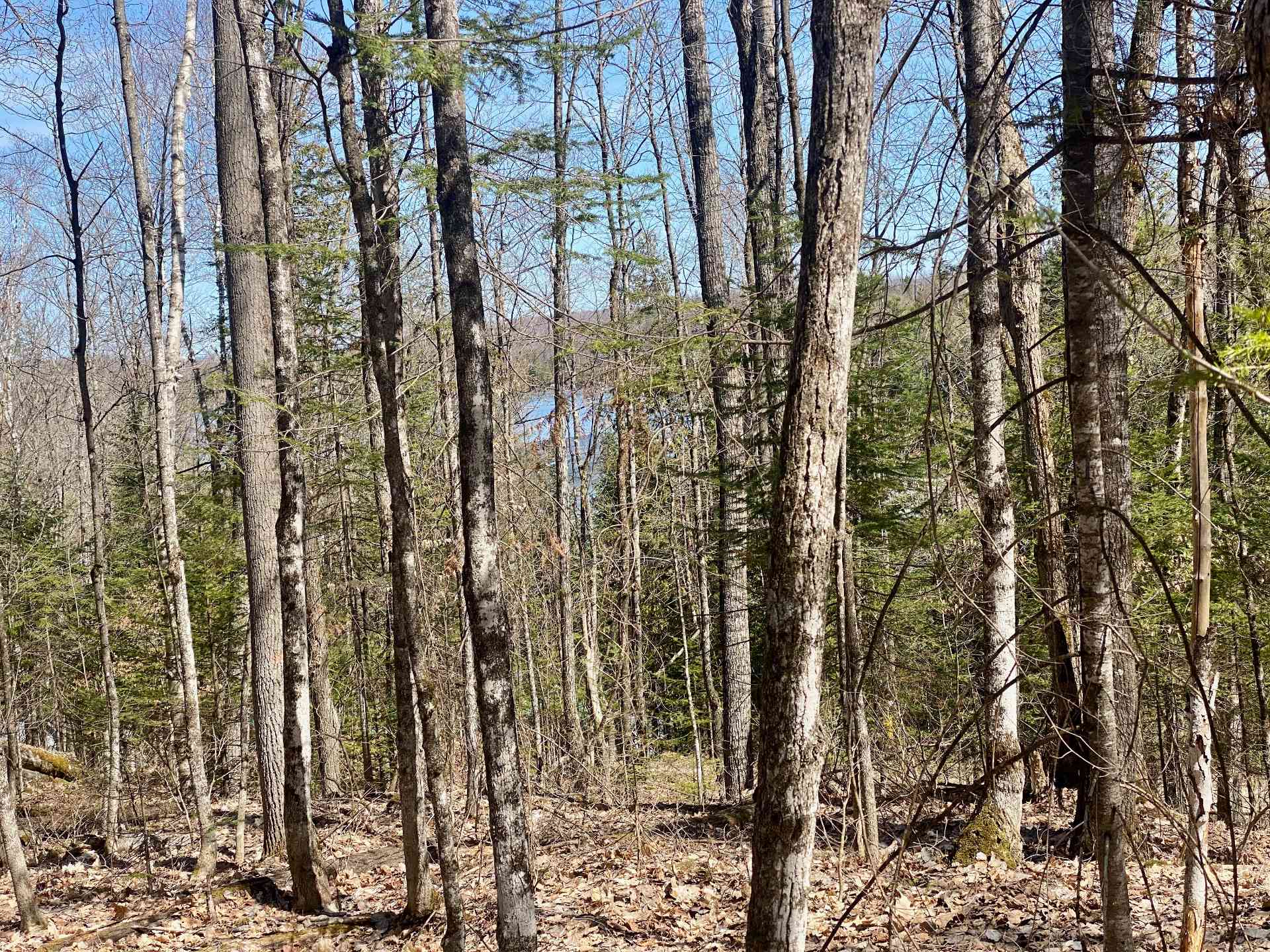 Wooded area