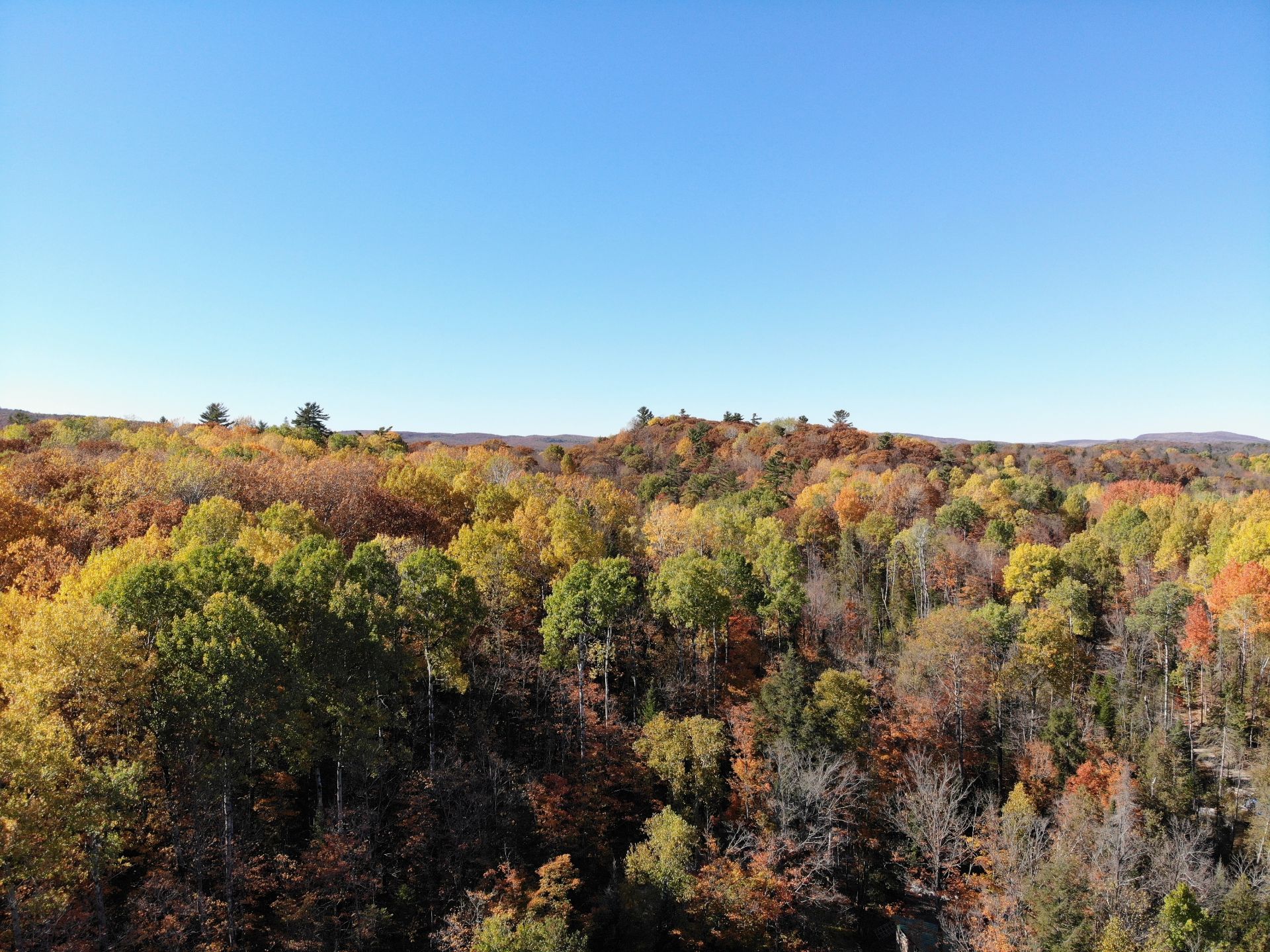 Wooded area