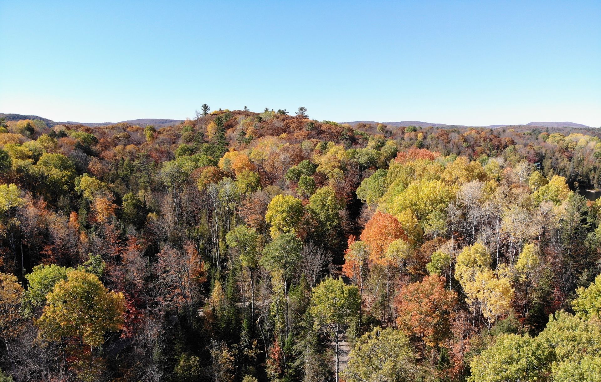Wooded area