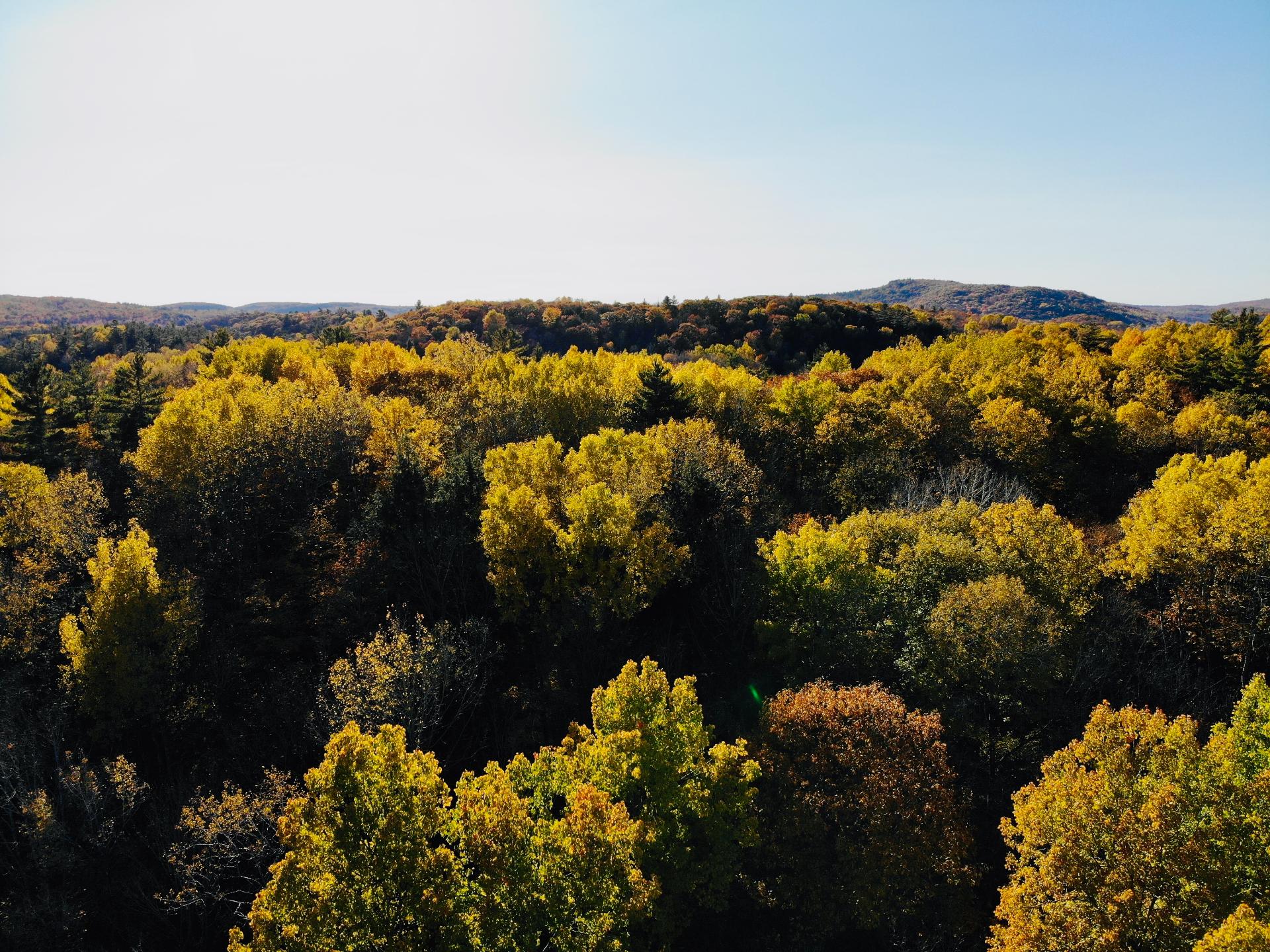 Wooded area