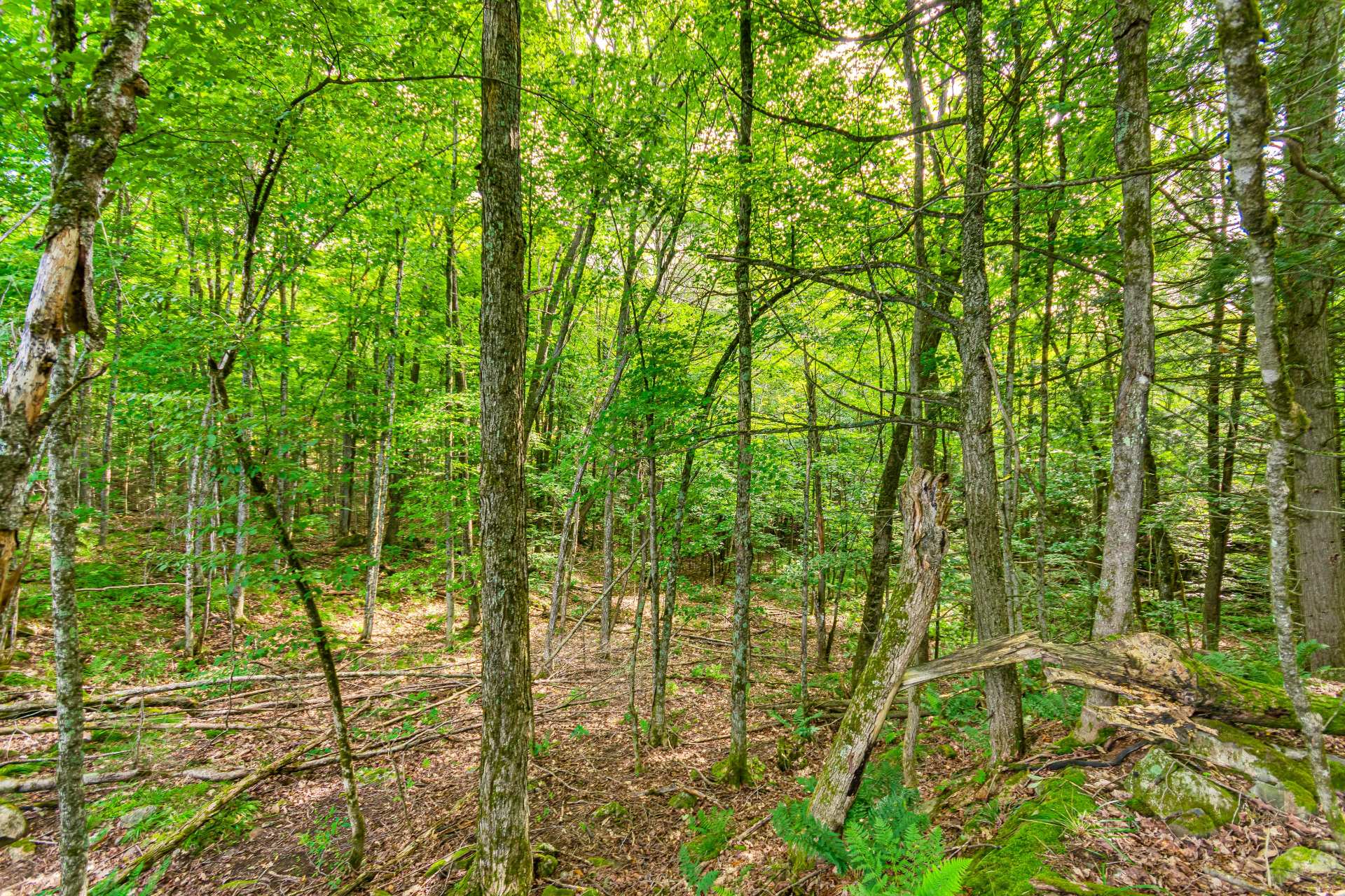 Land/Lot