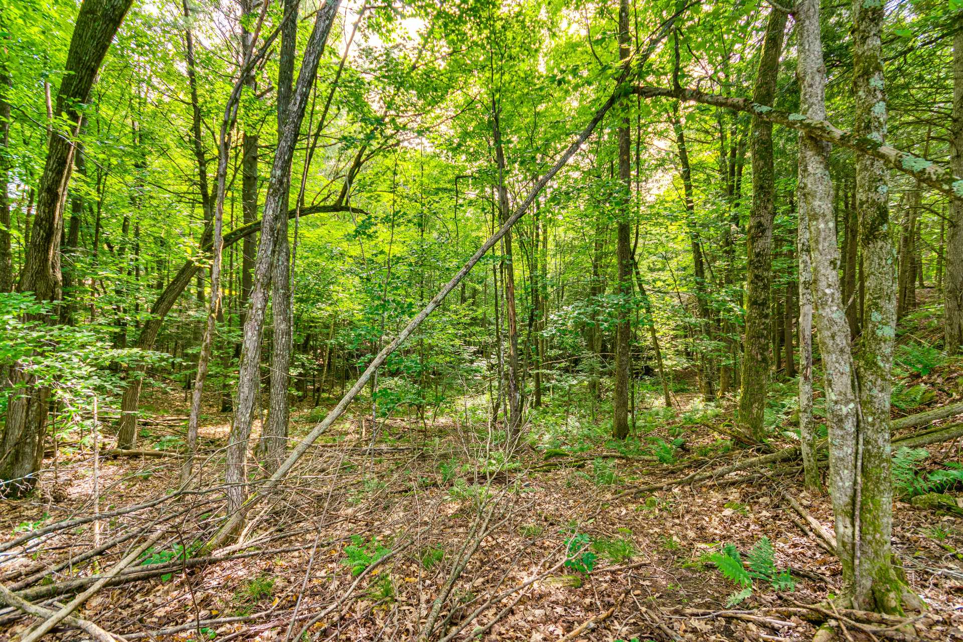 Land/Lot