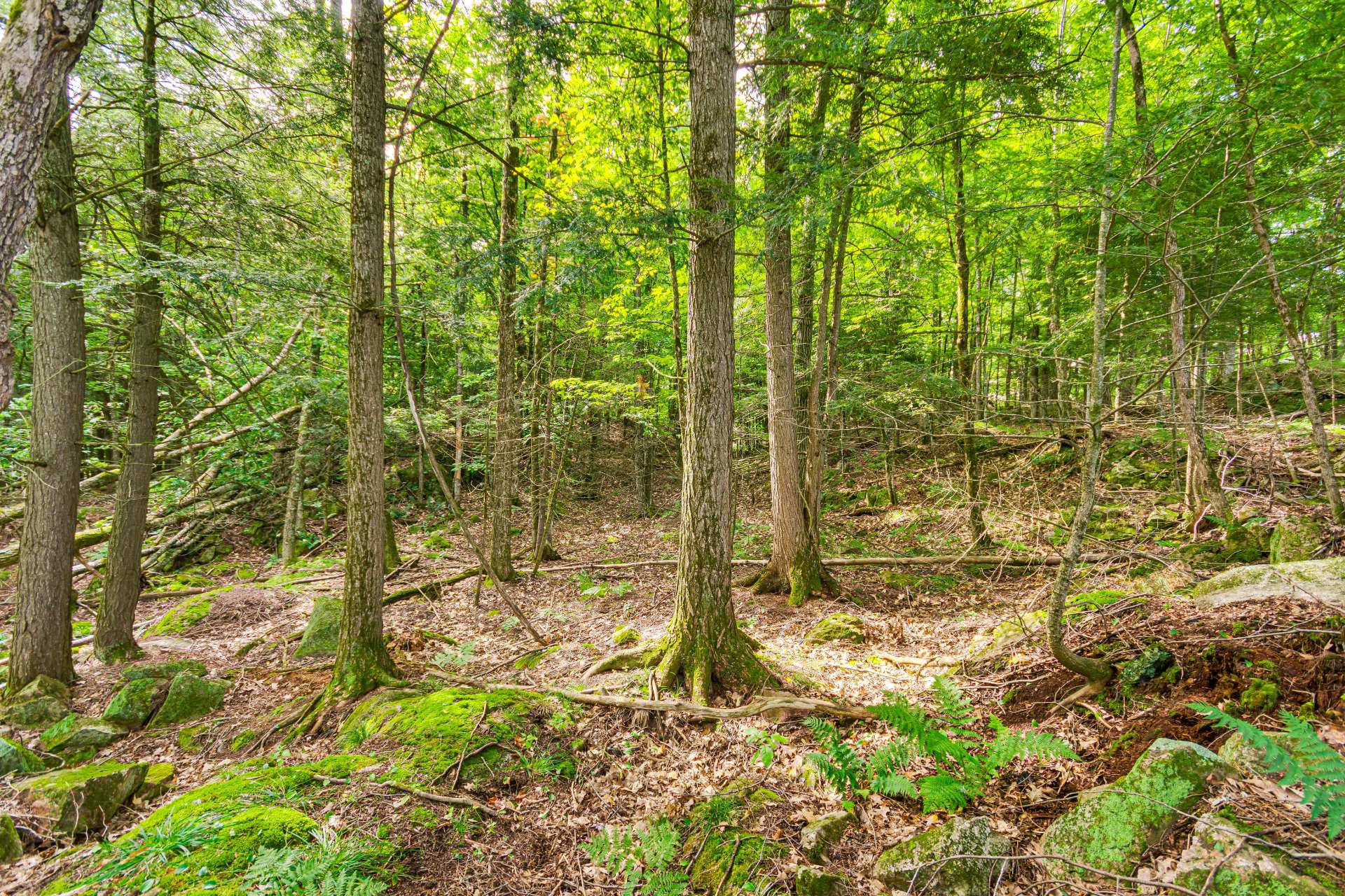 Land/Lot