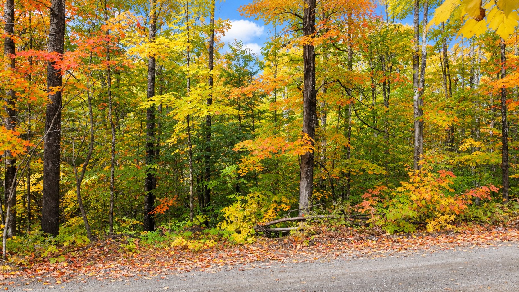 Wooded area
