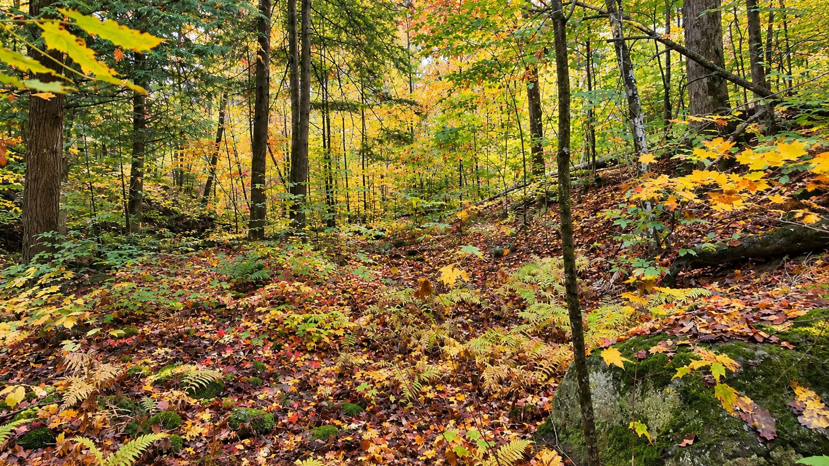 Wooded area