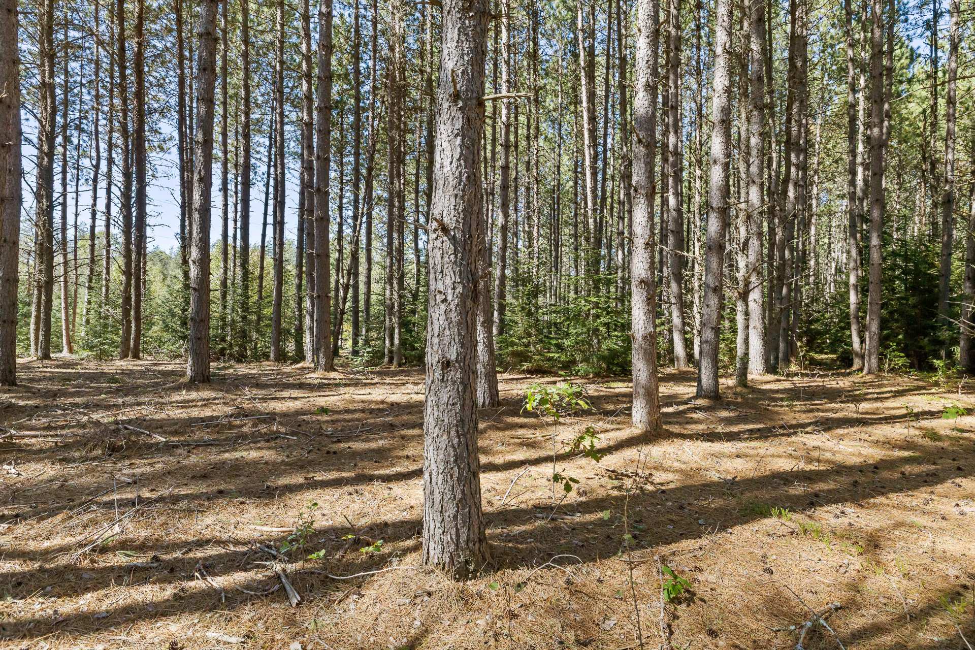 Land/Lot
