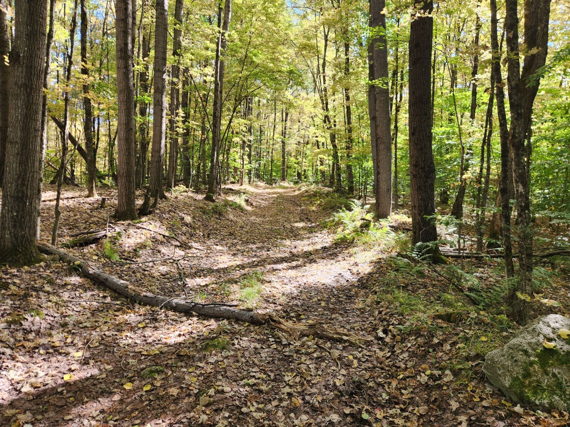 Woodland