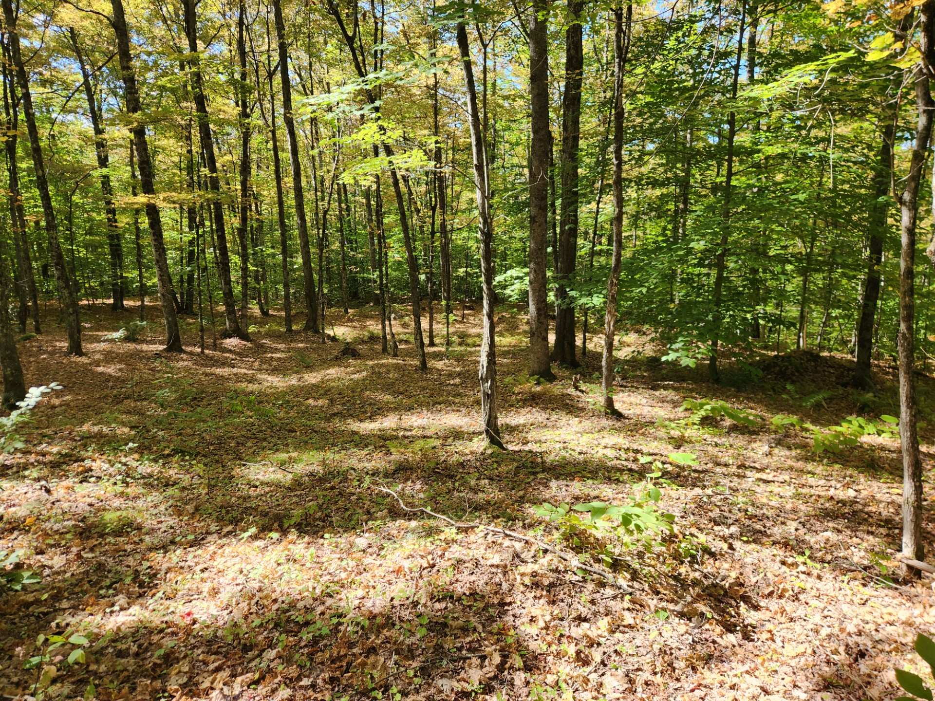 Woodland