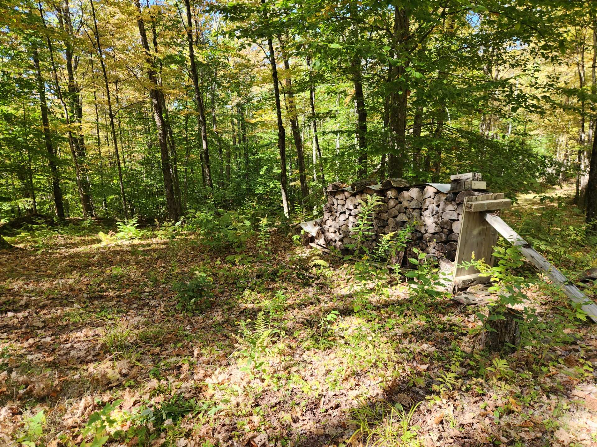 Woodland