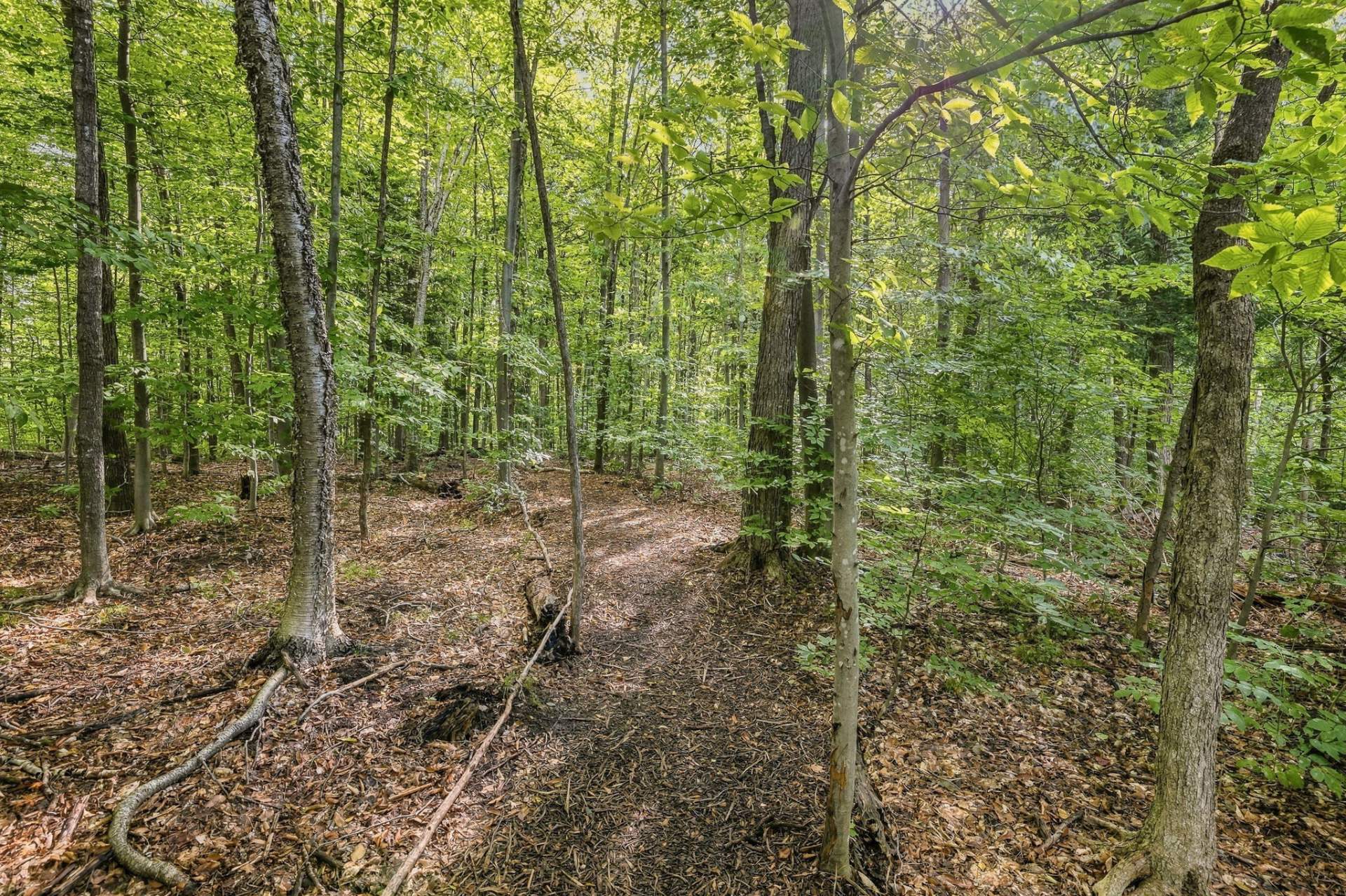 Neighborhood walking trails