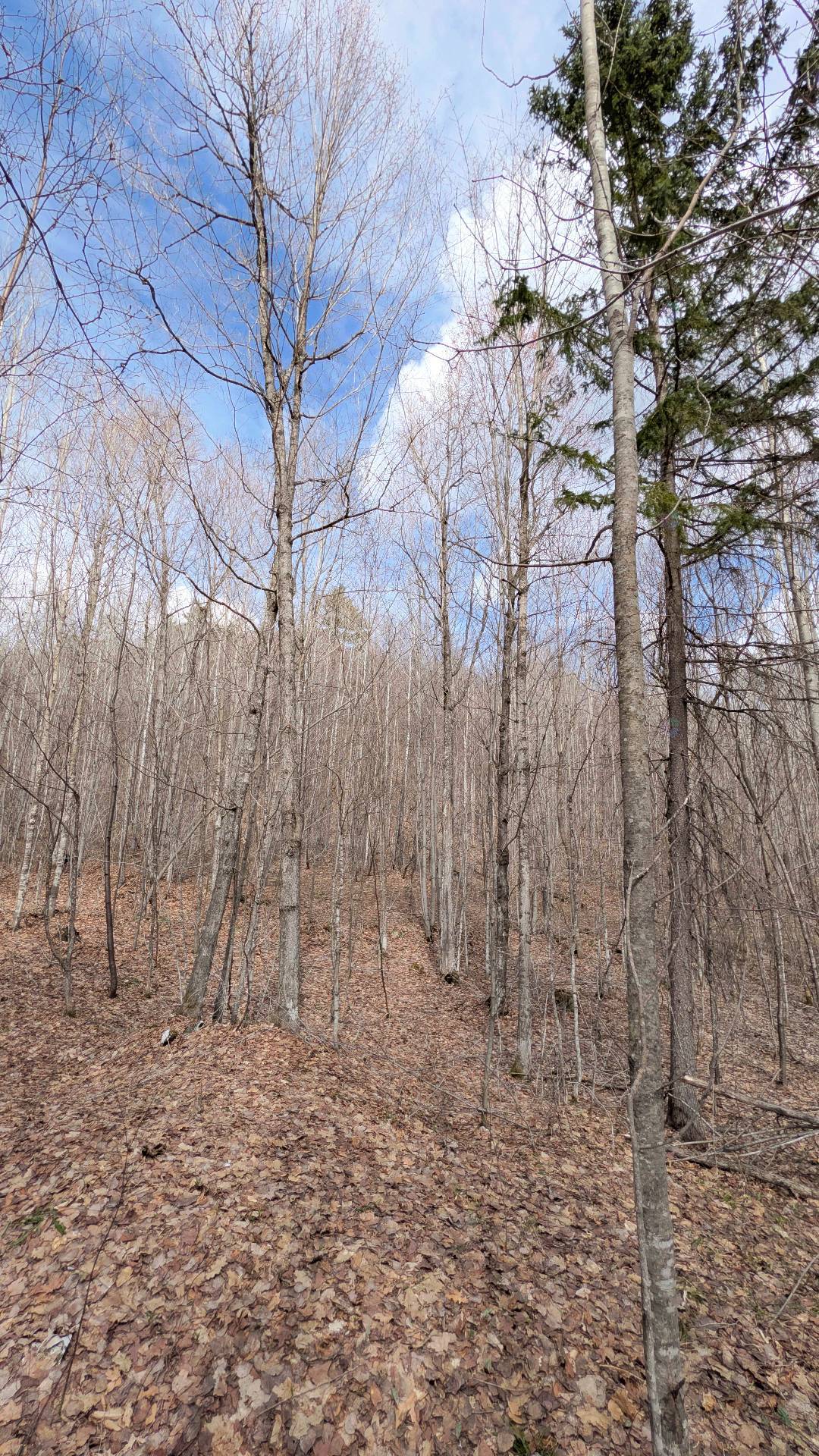 Land/Lot