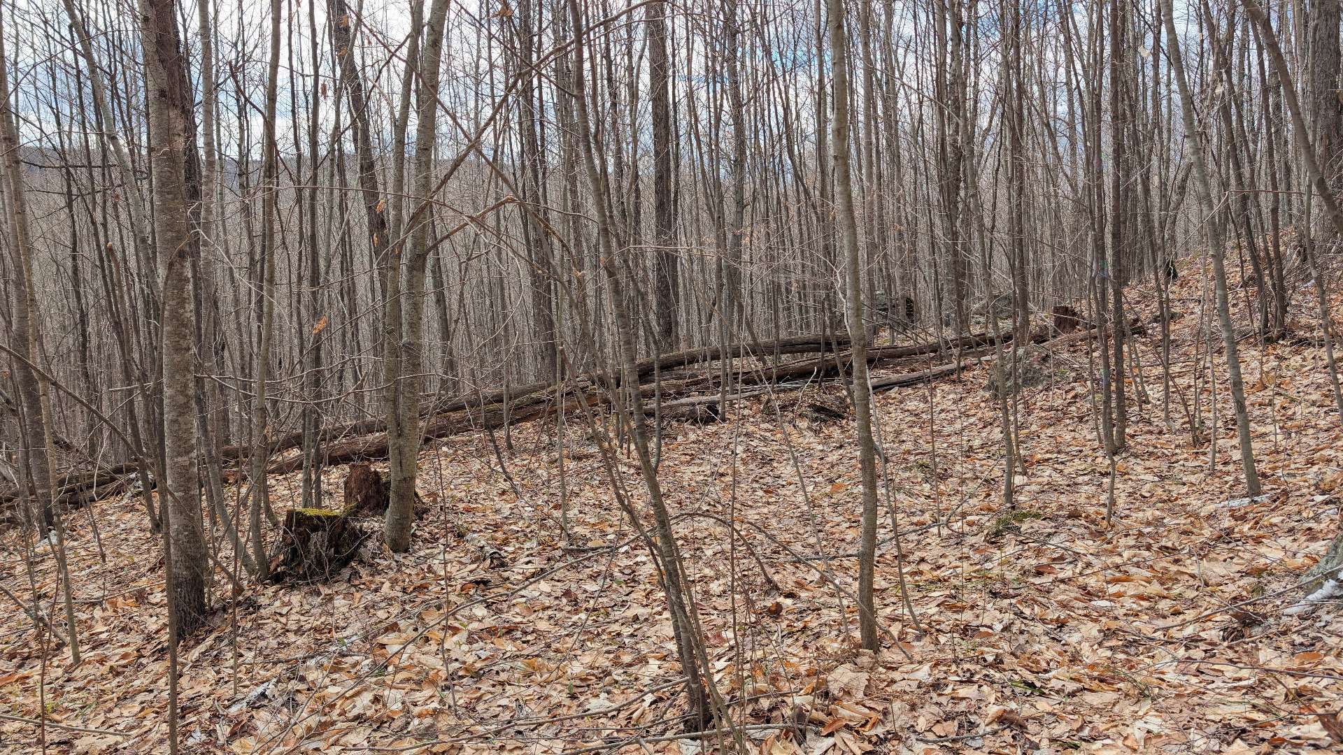 Land/Lot