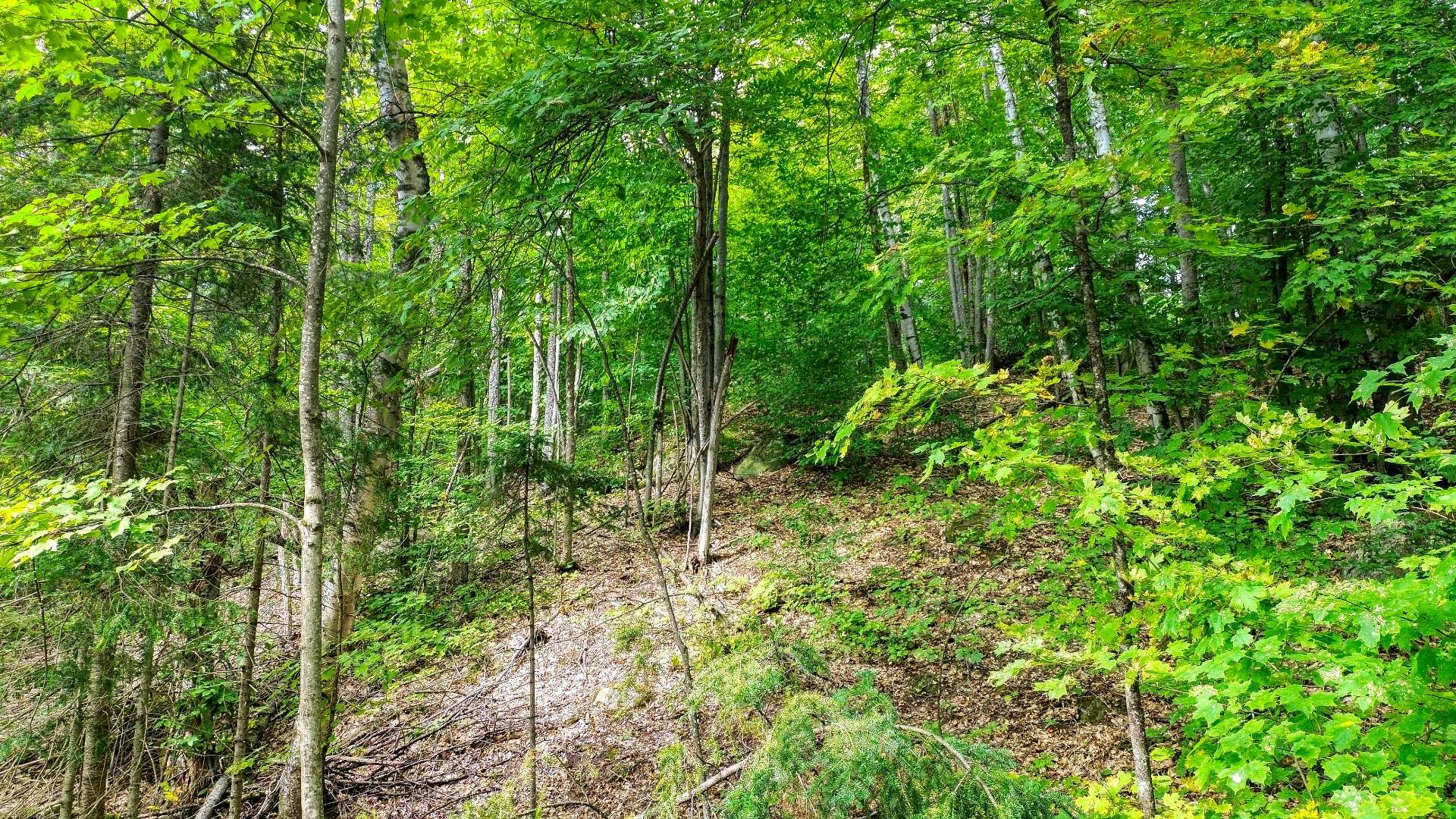 Land/Lot