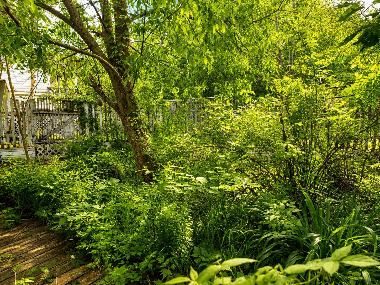 Garden