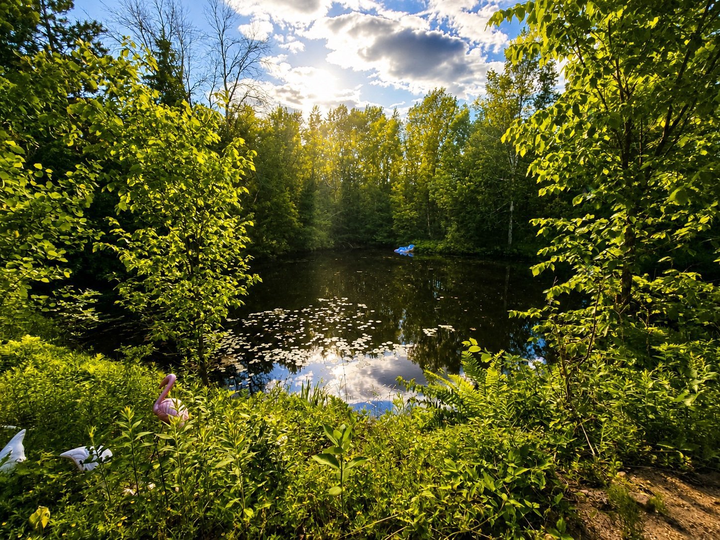 Pond