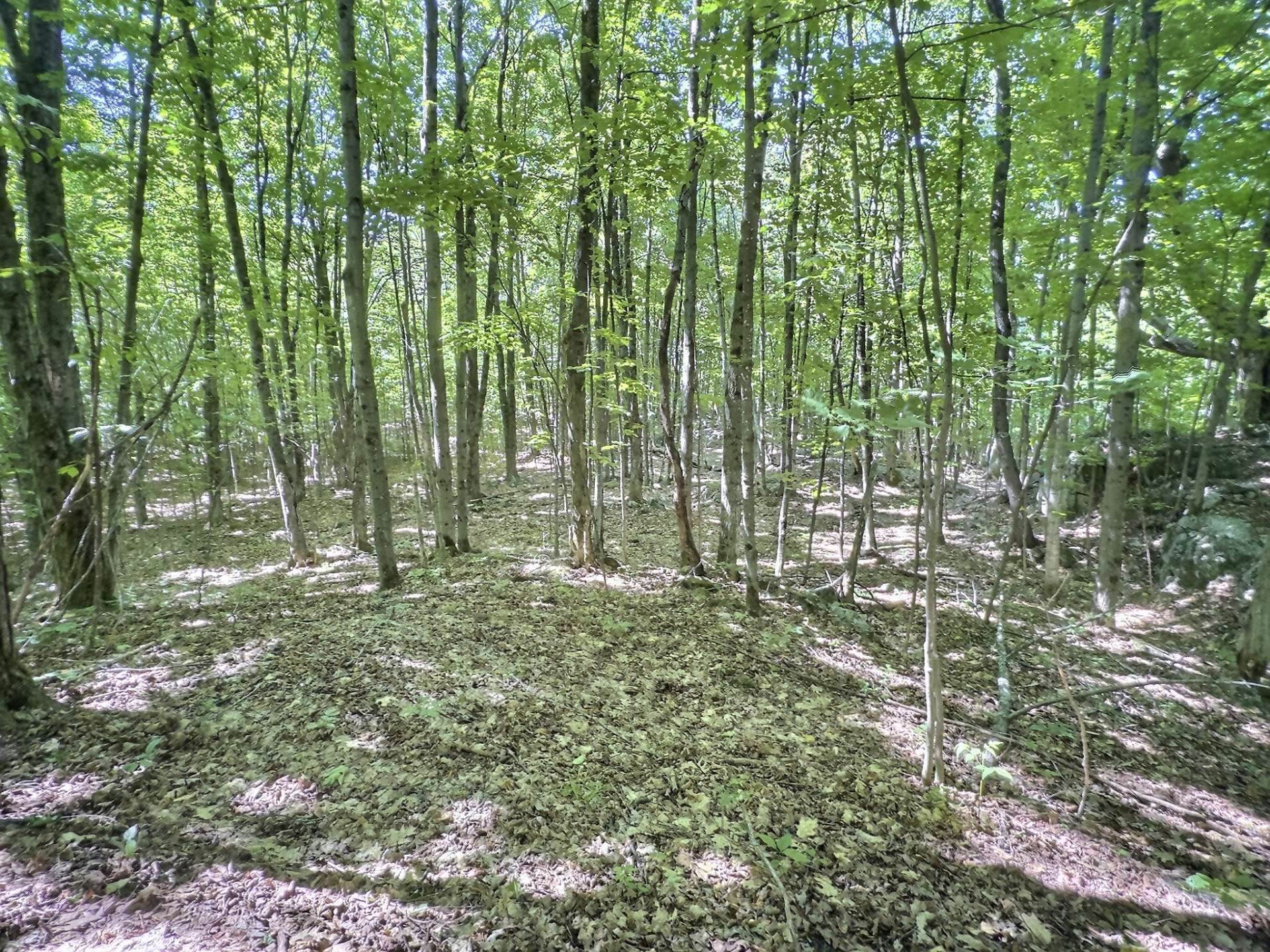 Terre à bois