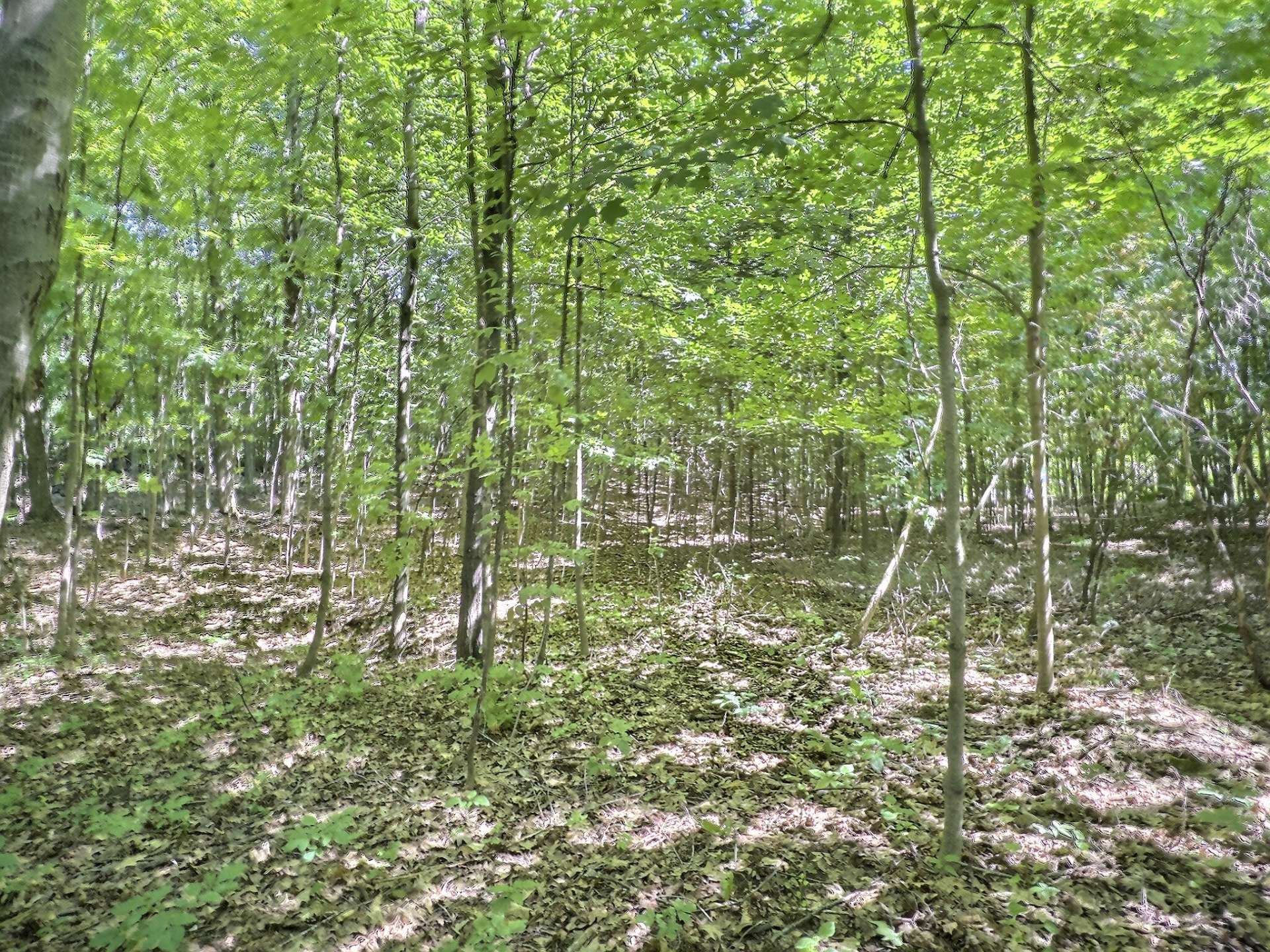 Terre/Terrain