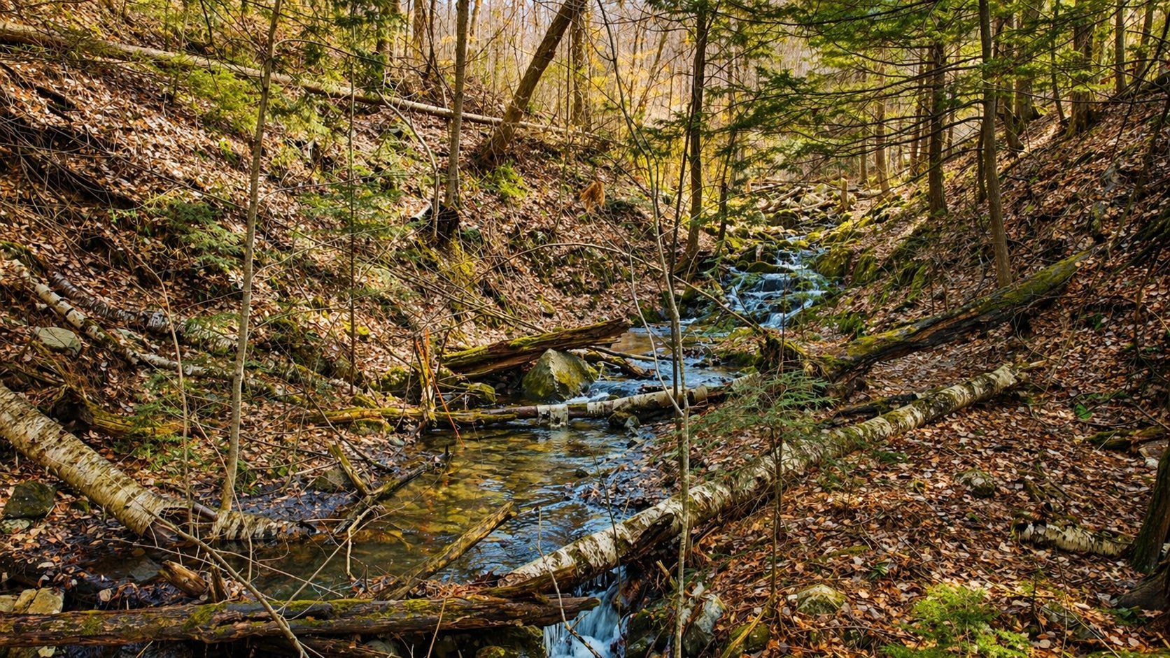 stream