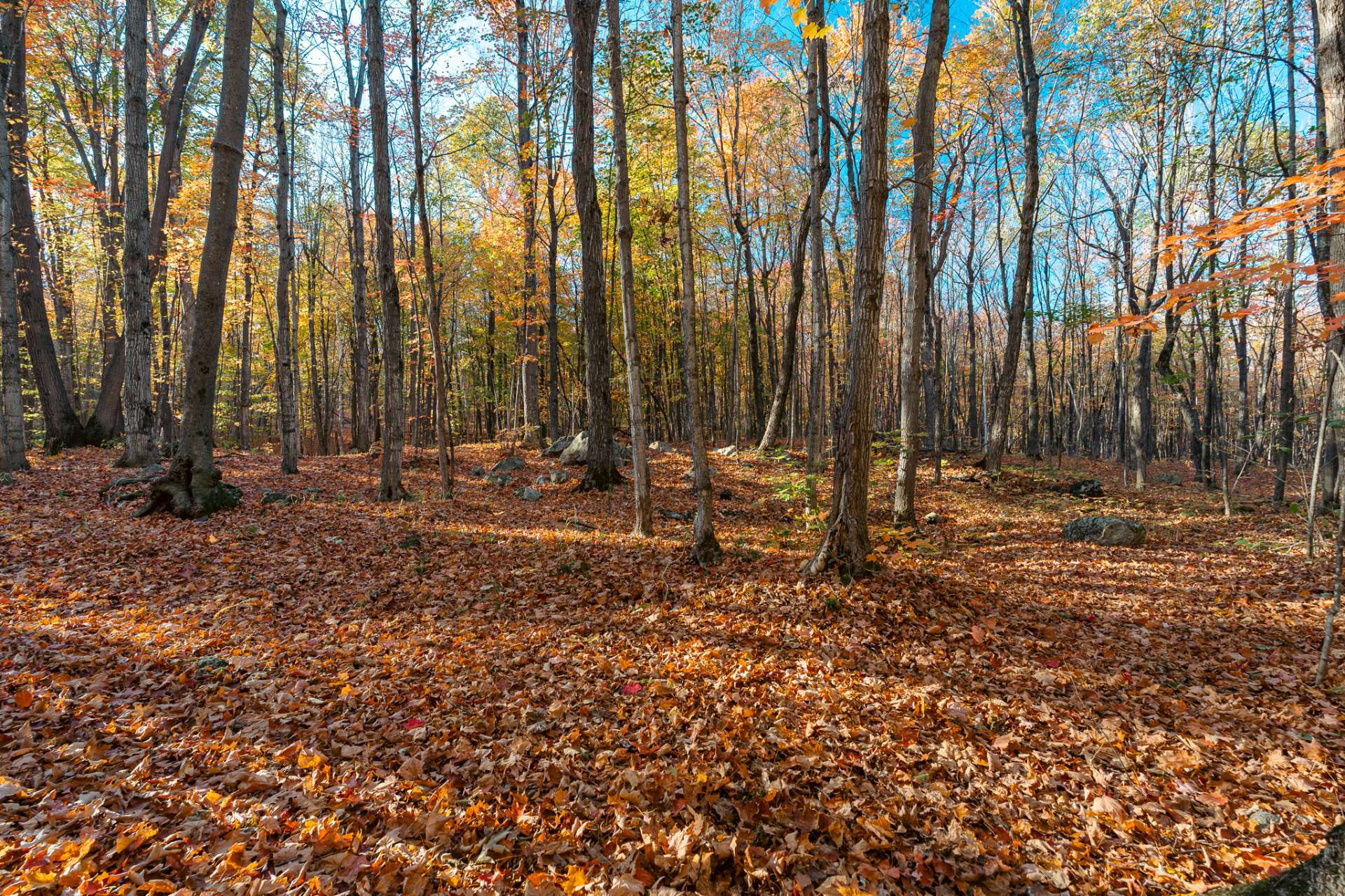 Backyard - No rear neighbours