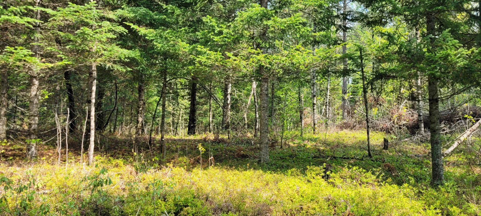 Land/Lot