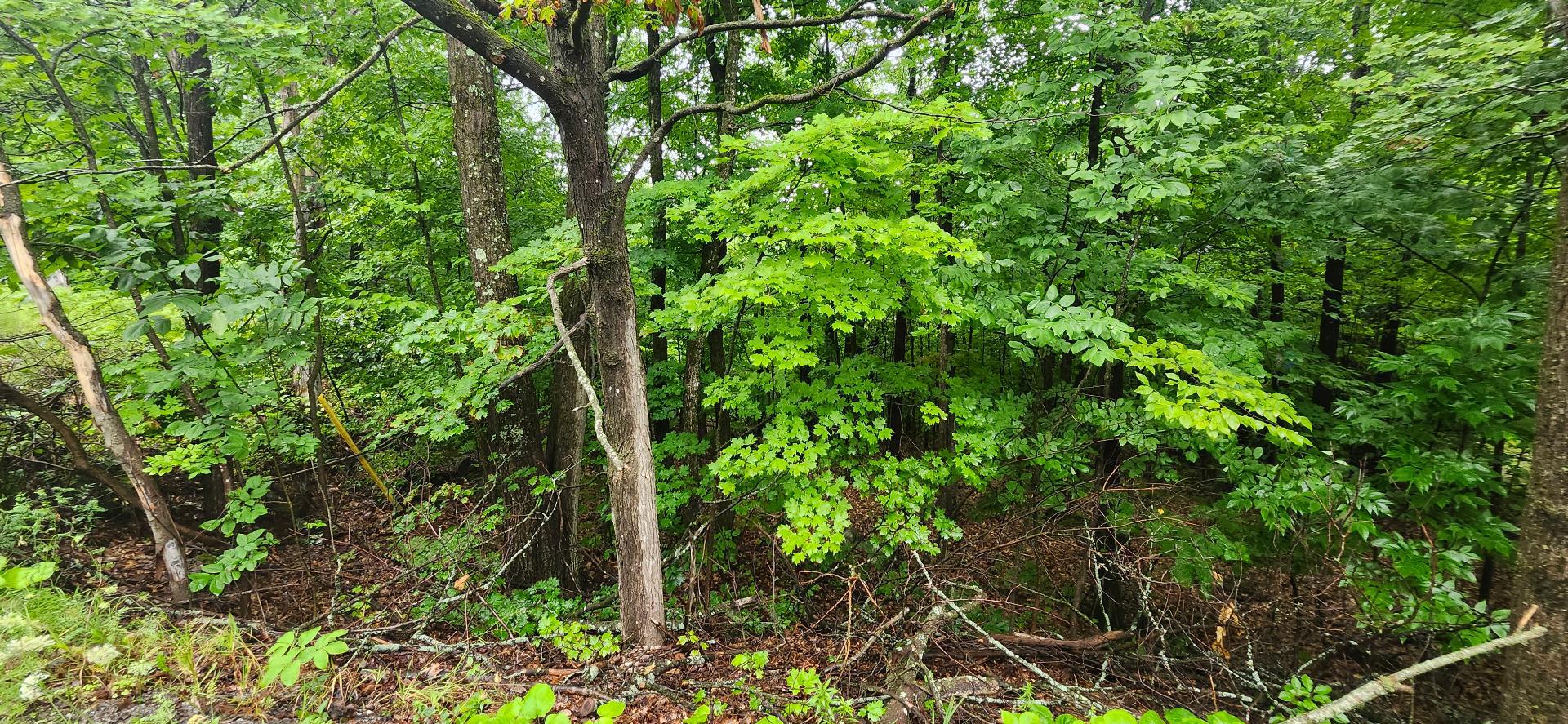 Land/Lot